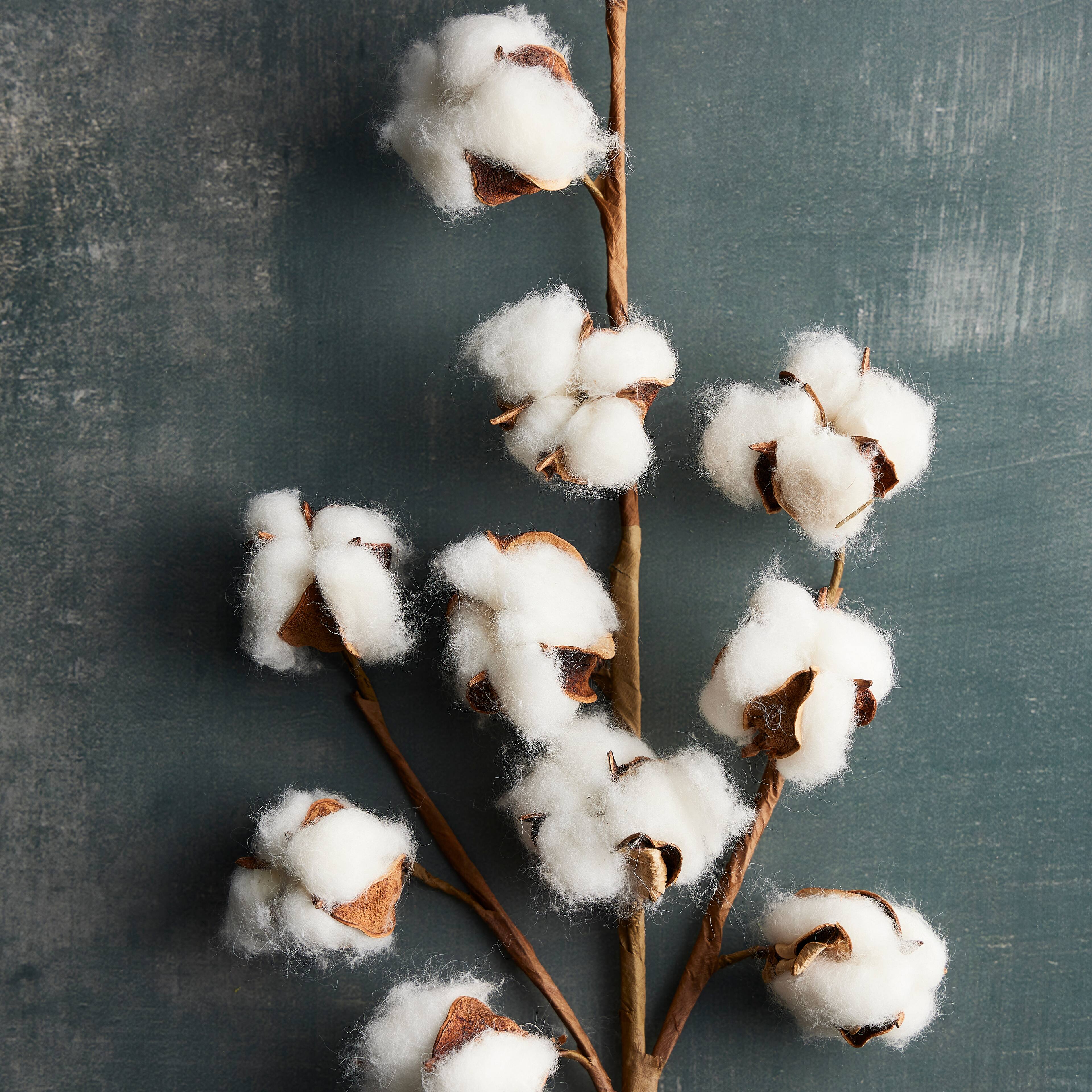 Cotton Stem by Ashland&#xAE;