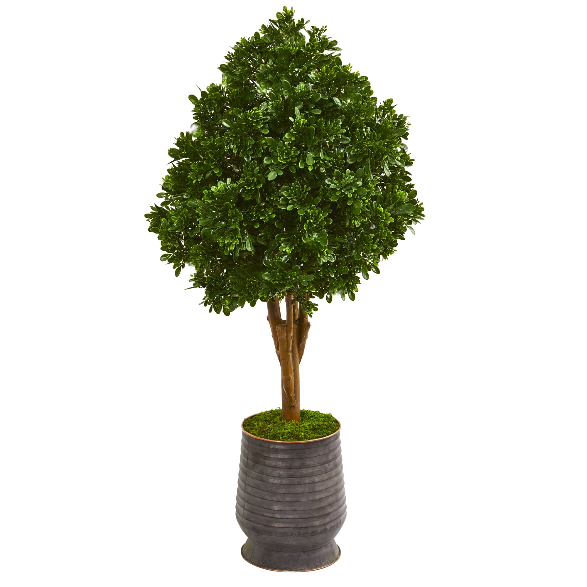 4ft. Tea Leaf Tree in Metal Planter