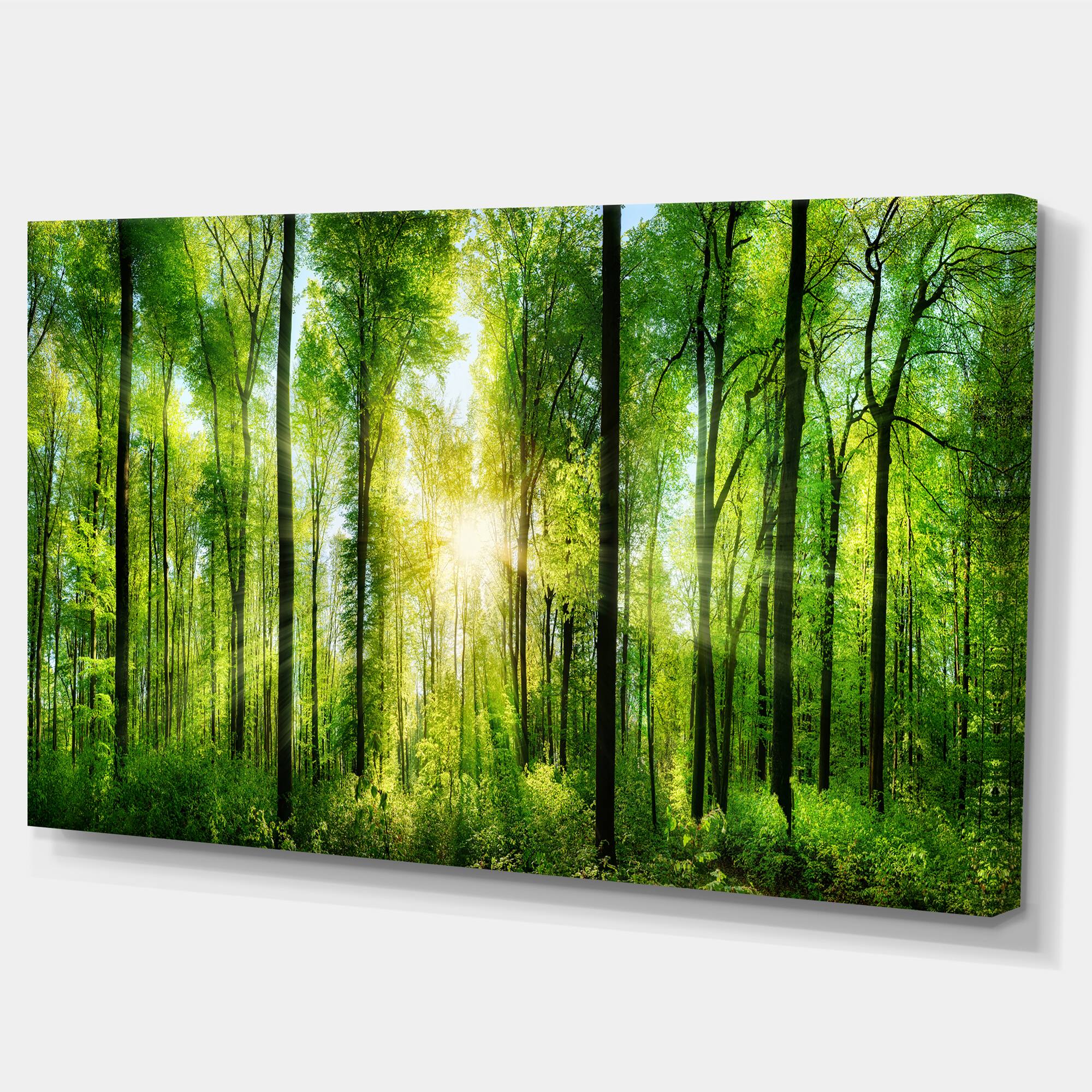 Designart - Forest with Rays of Sun Panorama - Landscape Art Print Canvas