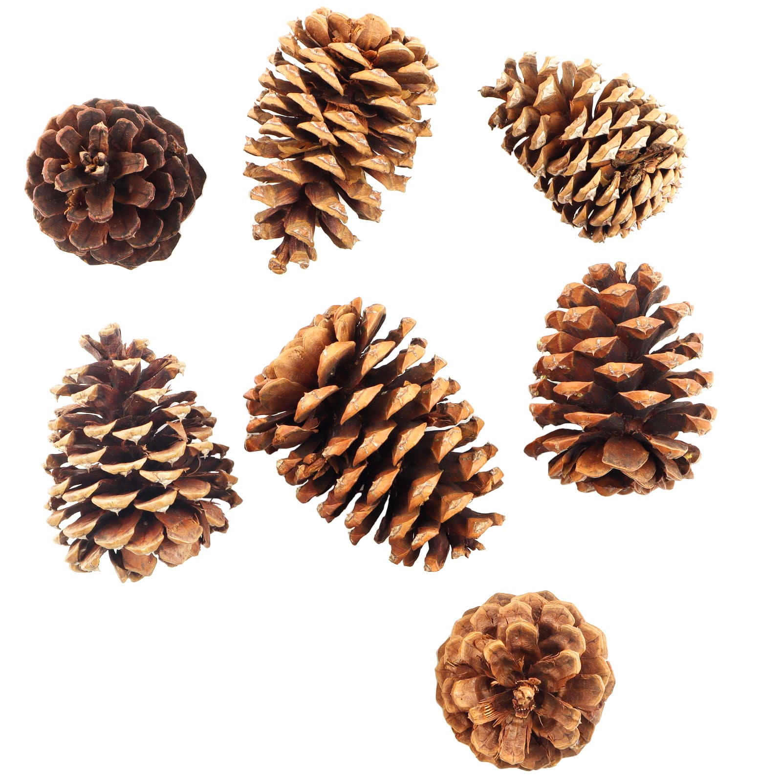 Large Cinnamon Scented Pinecones by Ashland®