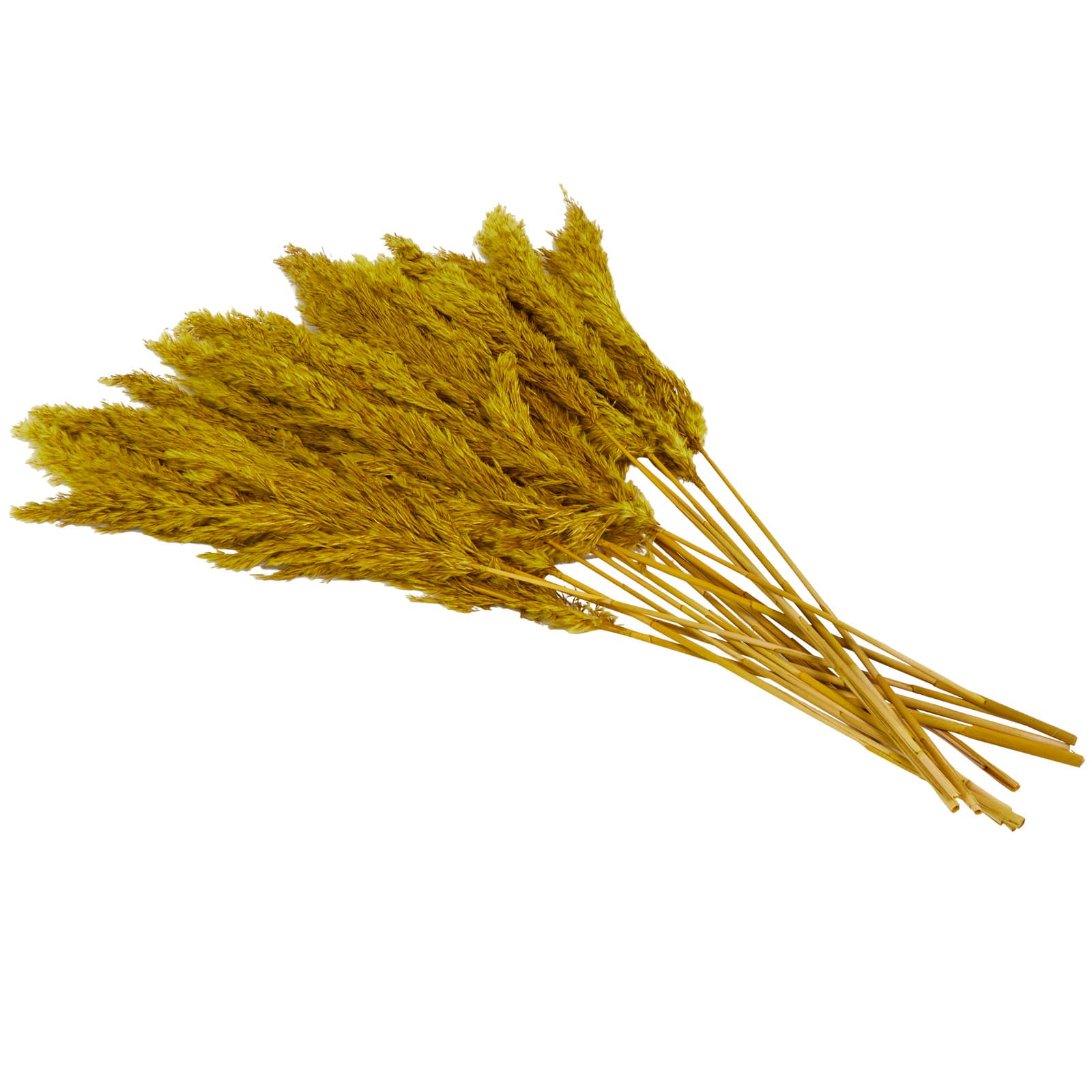 Dried Plant Pampas Natural Foliage with Long Stems