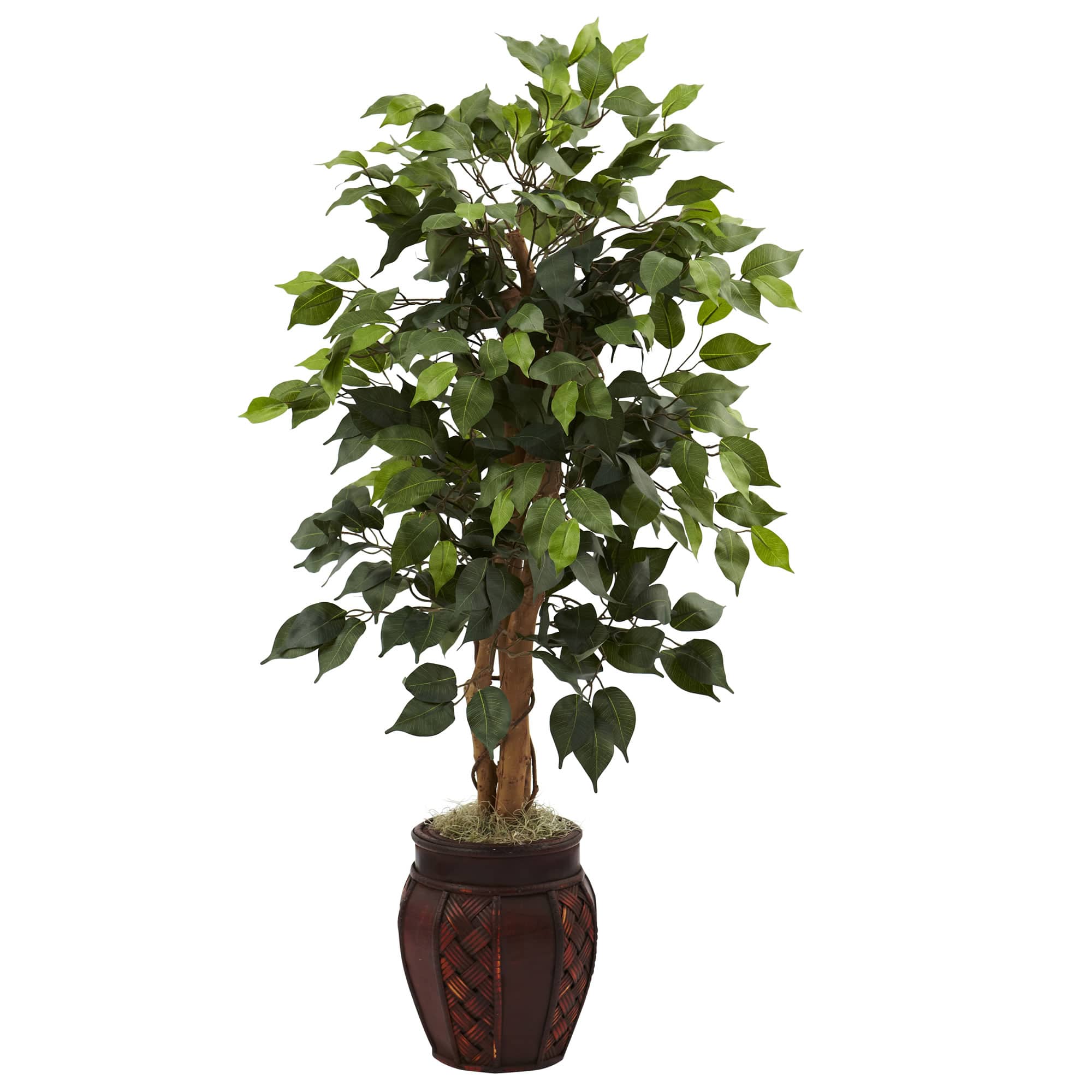 3.5ft. Ficus Tree in Decorative Planter