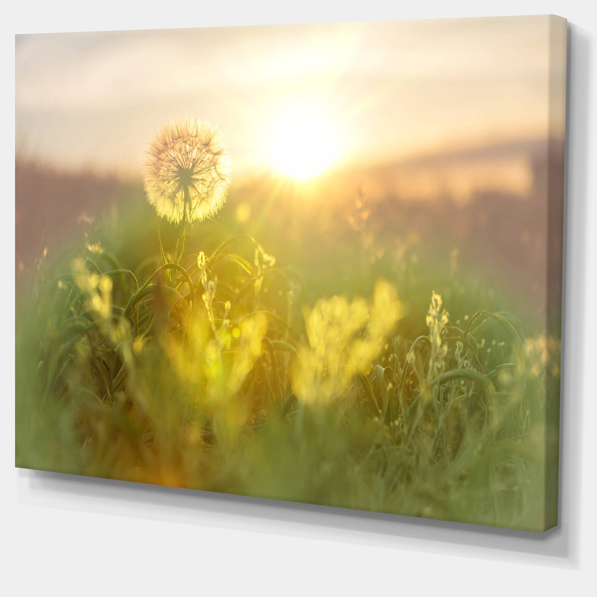 Designart - Dandelion Blooming Flower in Field - Floral Canvas Art Print