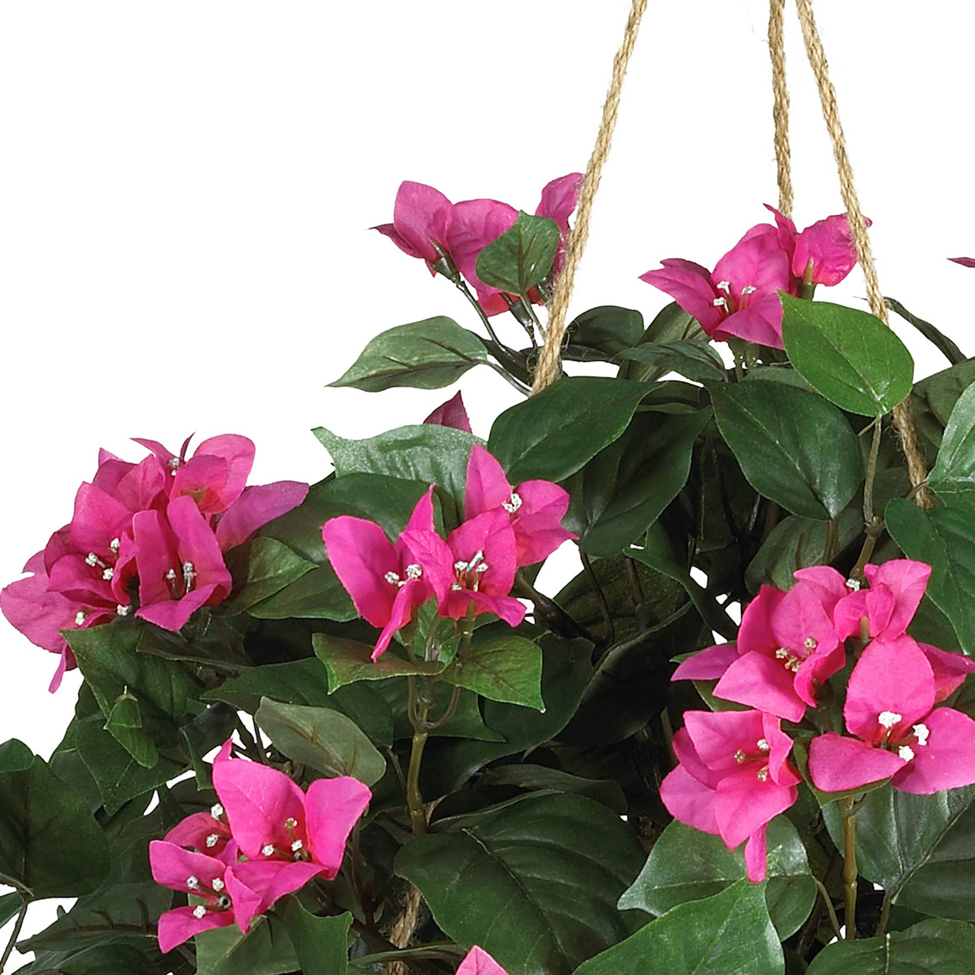 24&#x22; Pink Bougainvillea Hanging Basket