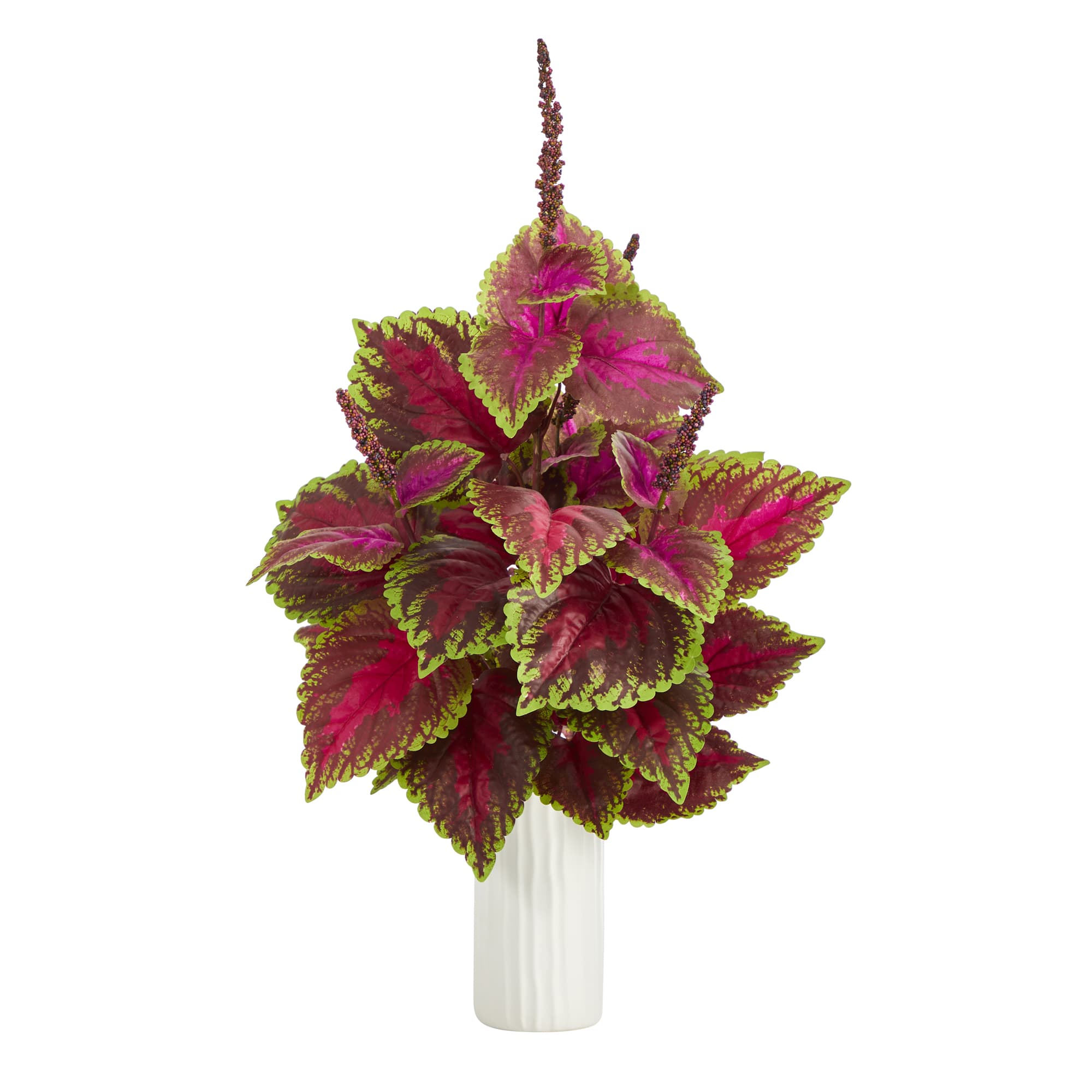 2ft. Coleus Plant in White Planter