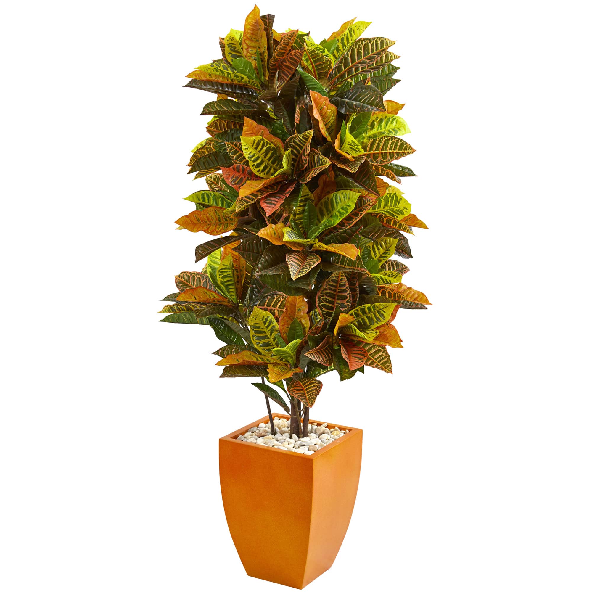 5.5ft. Croton Plant in Orange Planter