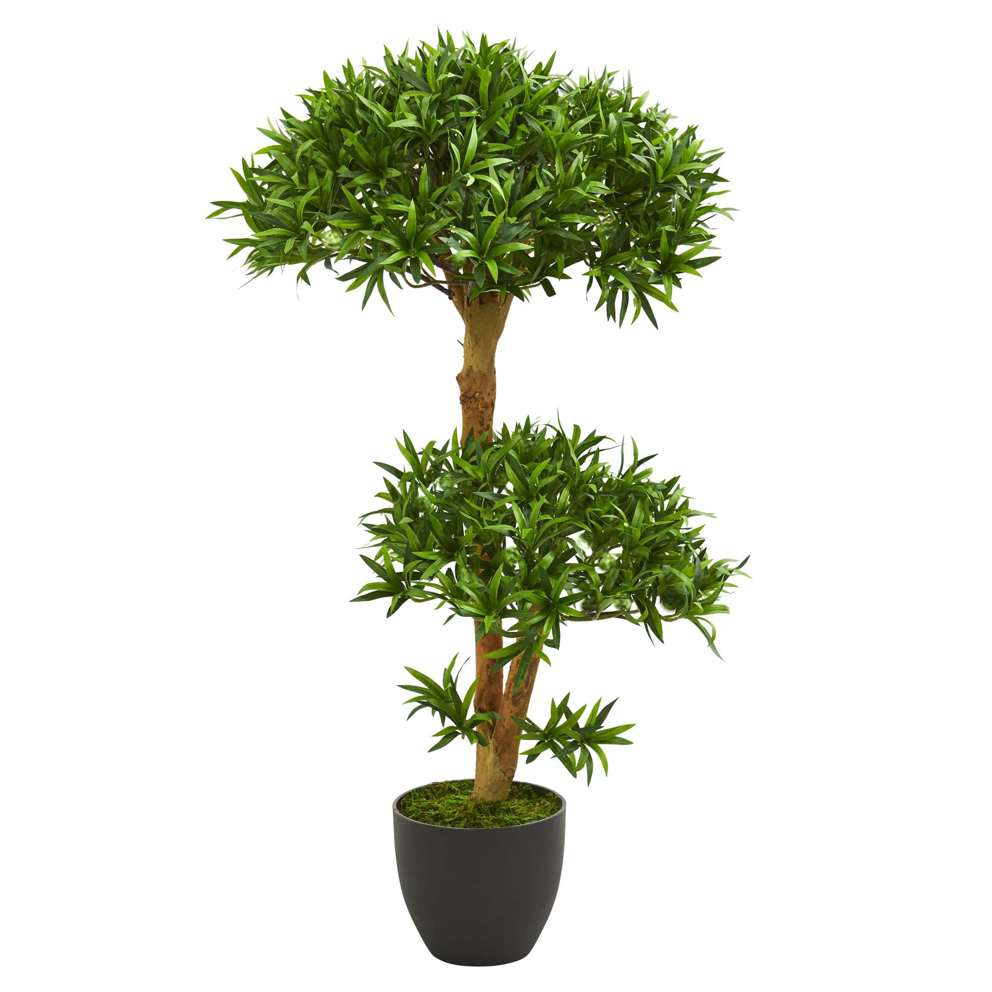 3ft. Potted Bonsai Styled Plum Pine Tree