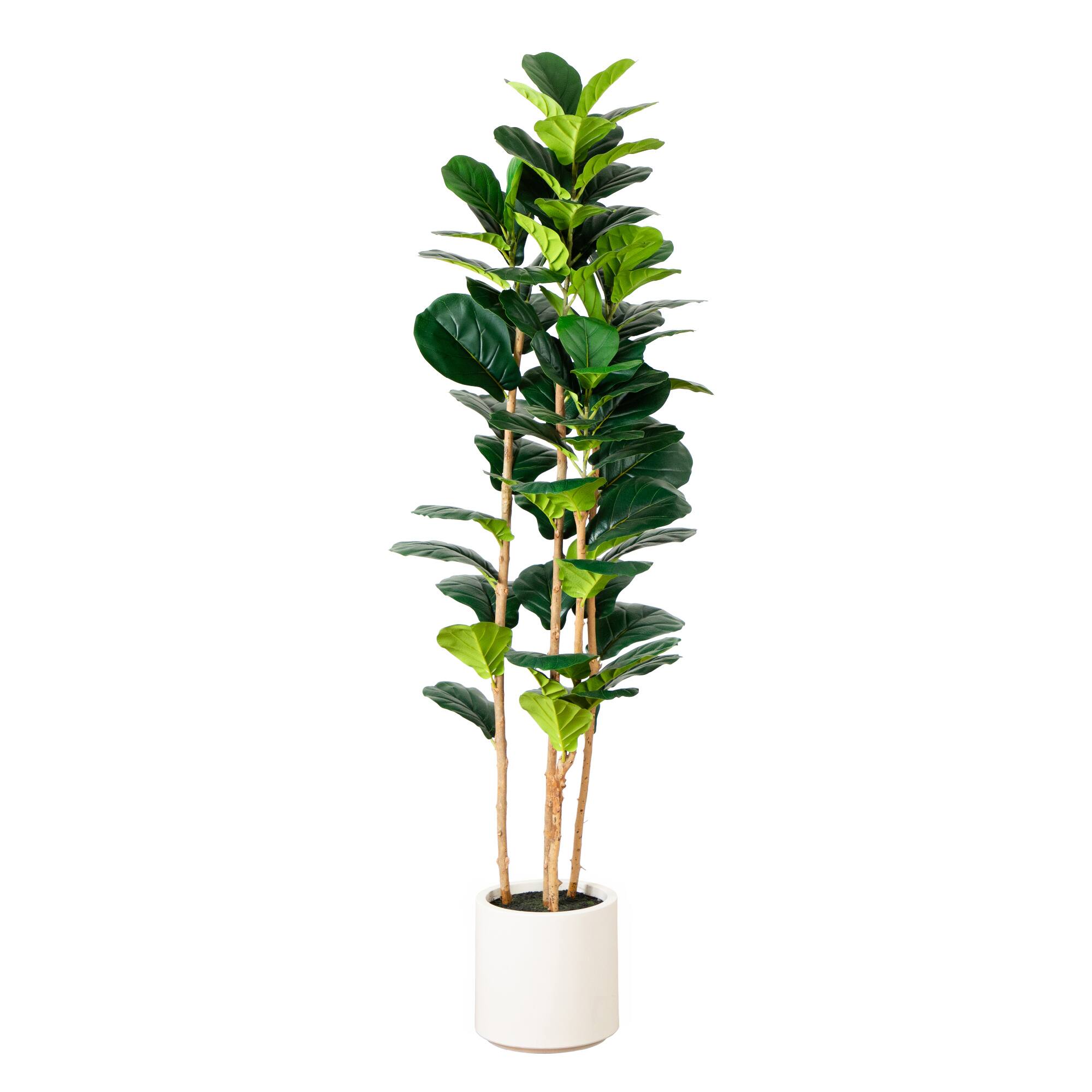 6ft. Fiddle Leaf Tree in Decorative White Planter