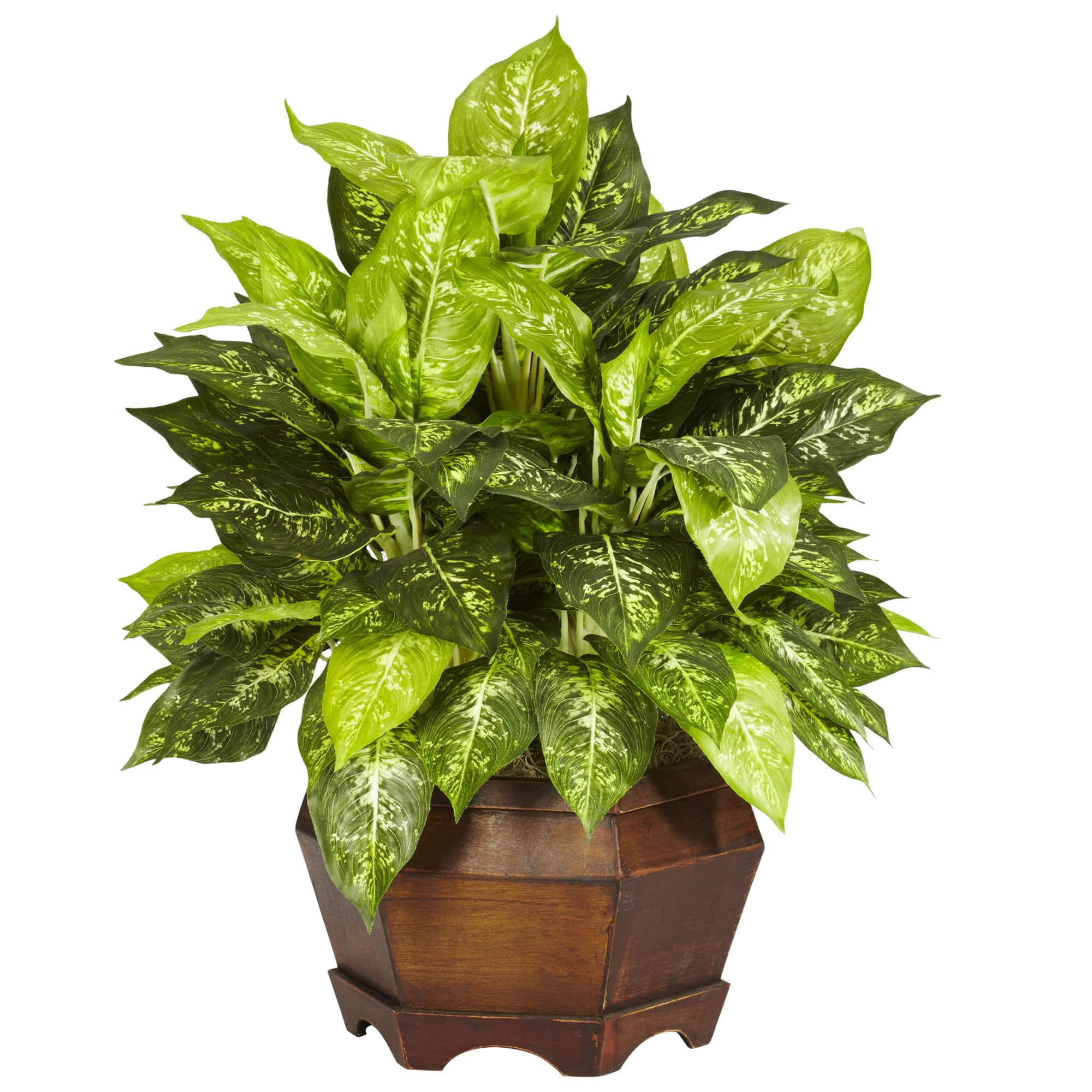 2ft. Variegated Dumb Cane Plant in Large Hexagon Planter