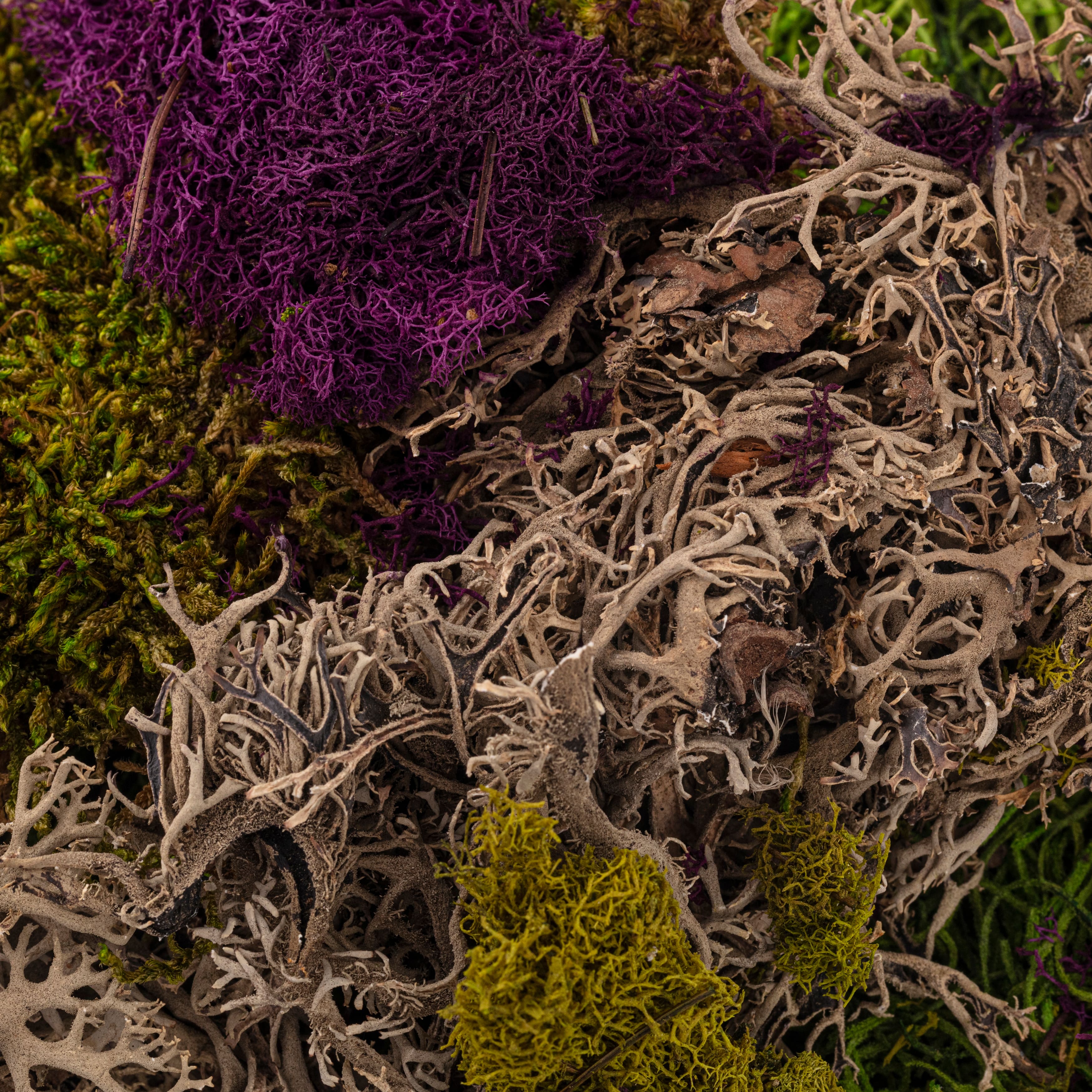 SuperMoss&#xAE; Purple &#x26; Green Preserved Mixed Moss