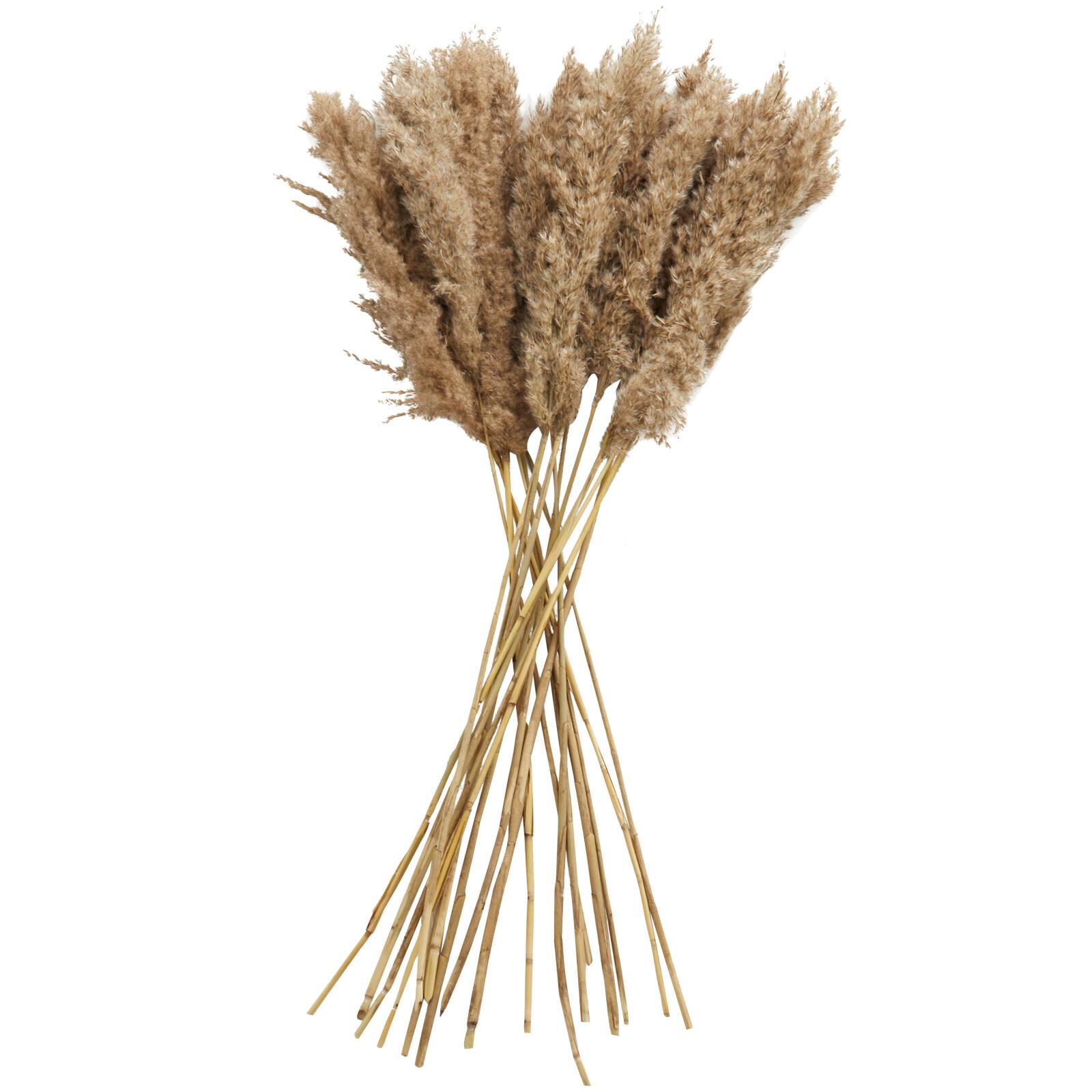 Dried Plant Pampas Natural Foliage with Long Stems