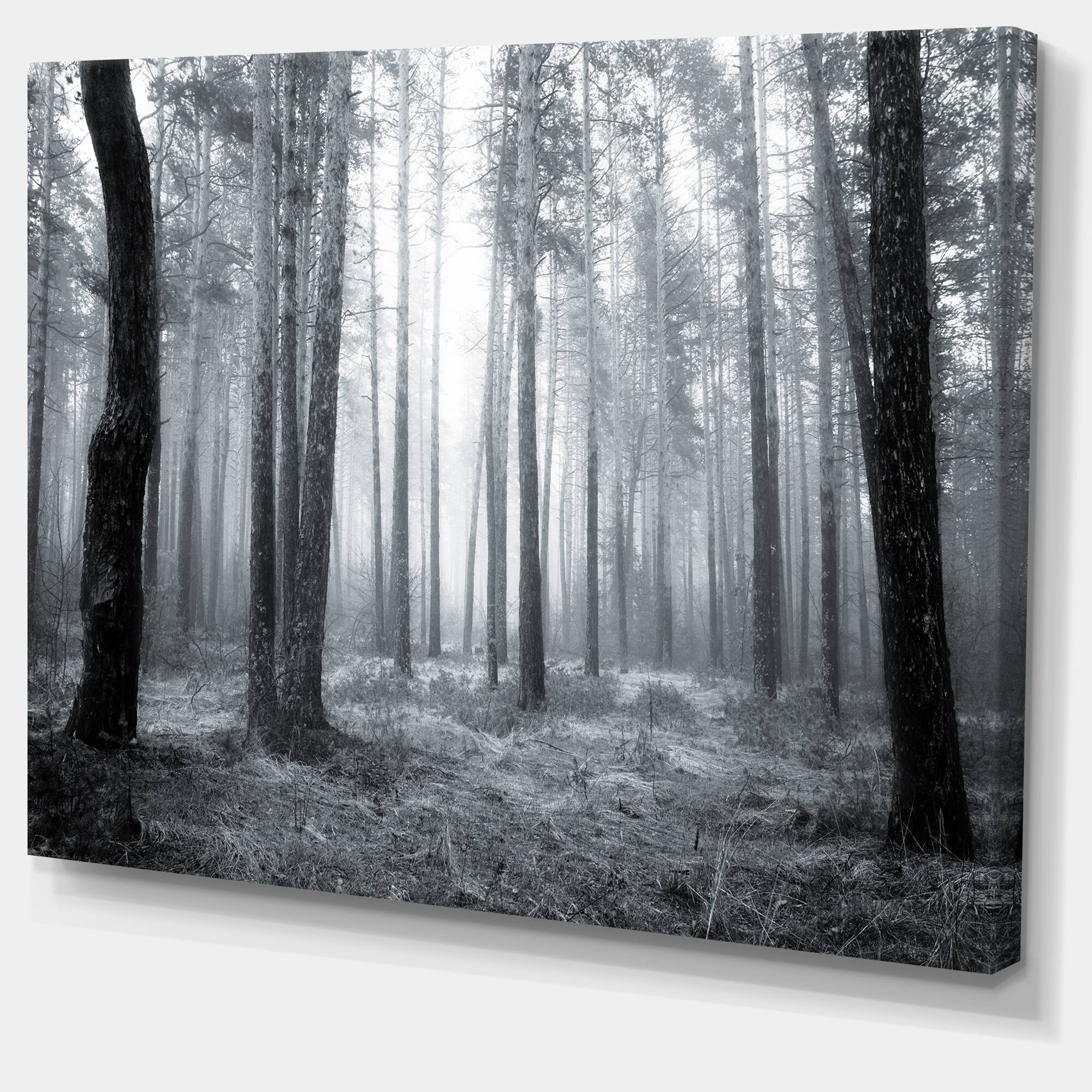 Designart - Black and White Foggy Forest - Forest Canvas Art Print