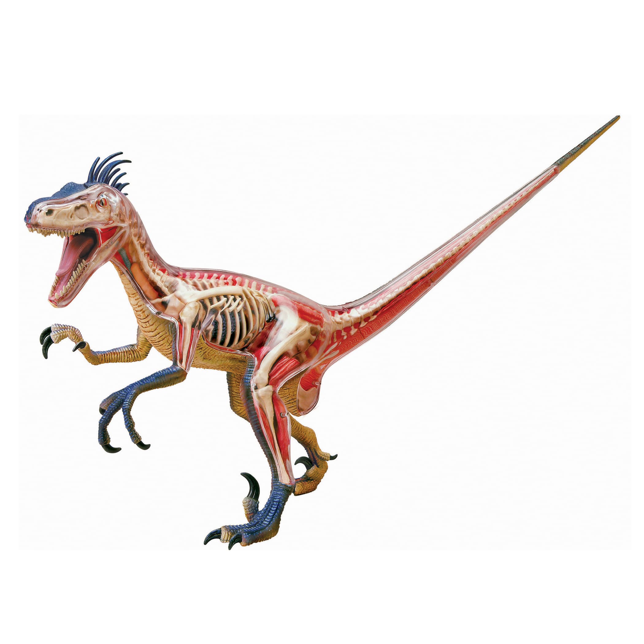4D Vision™ Velociraptor Anatomy Model