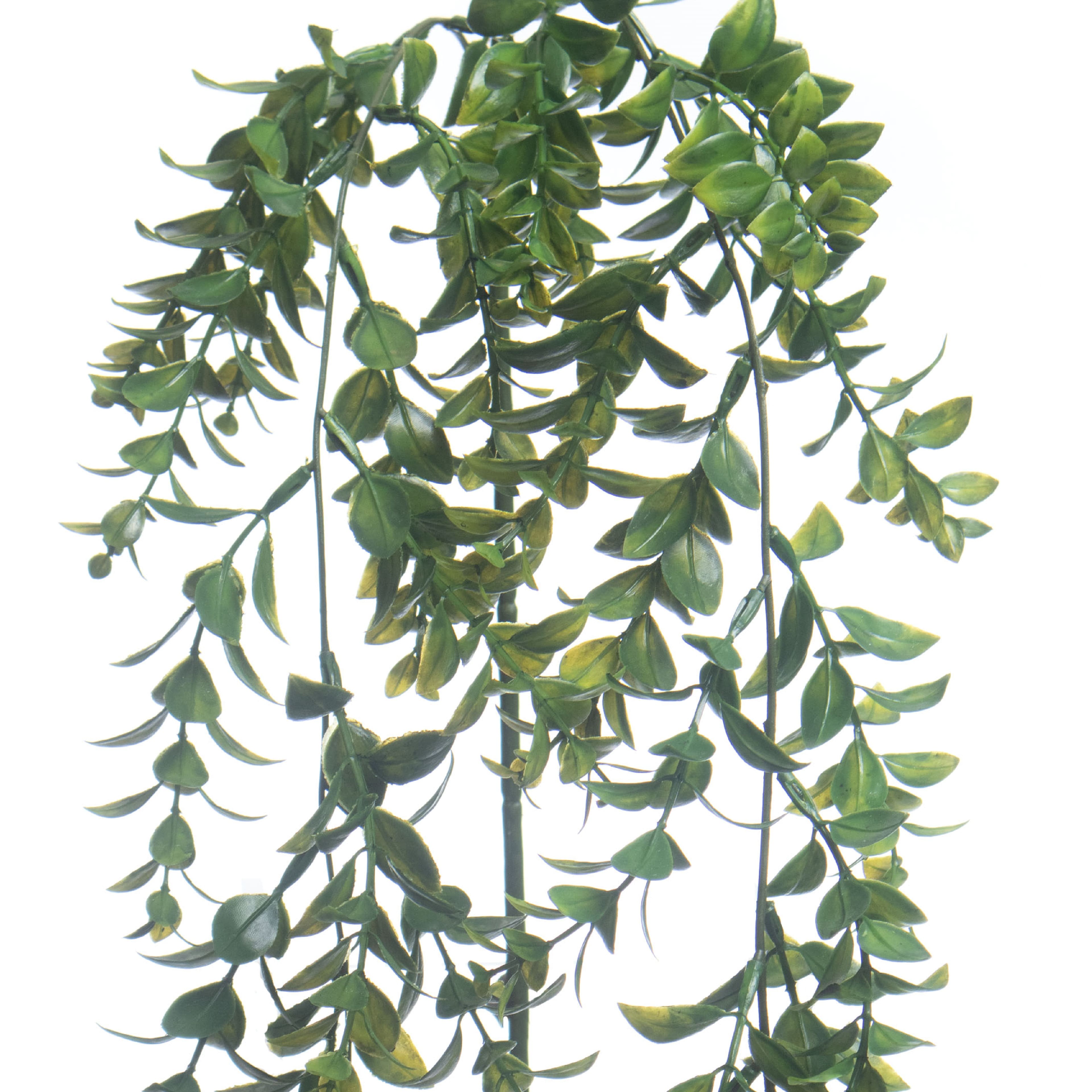 22&#x22; Hanging Green Boxwood Stem by Ashland&#xAE;