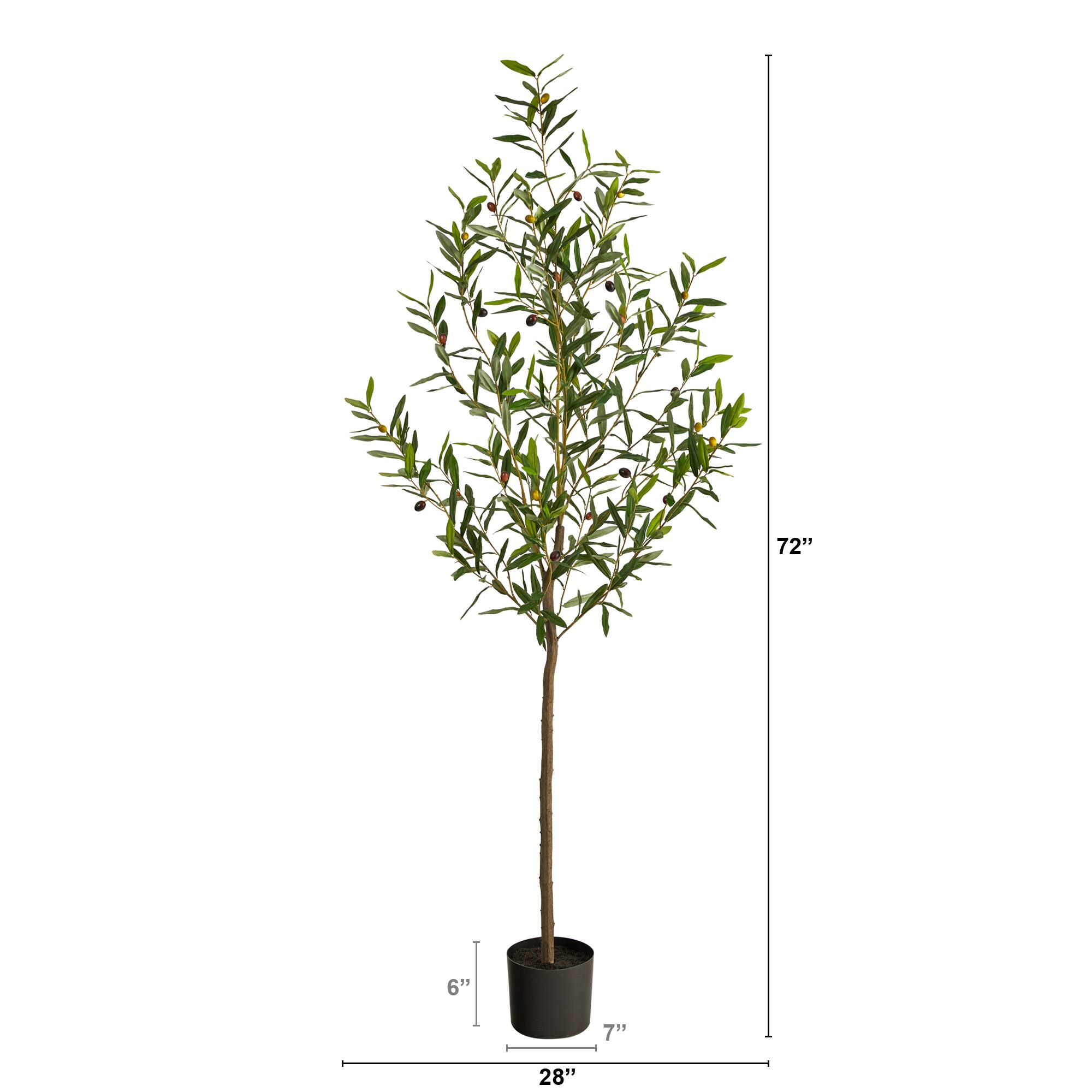 6ft. Potted Olive Tree