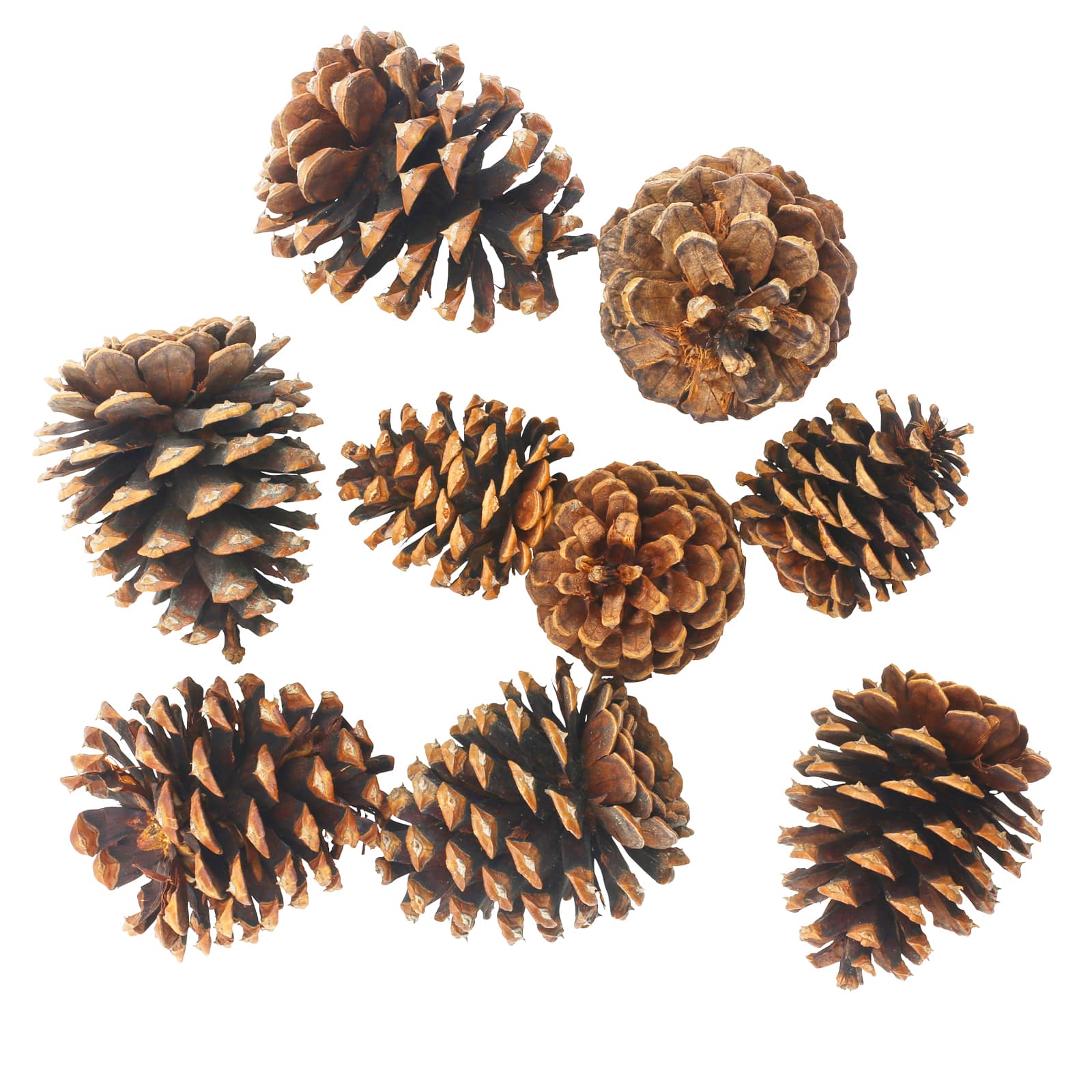 Cinnamon Scented Pinecones by Ashland&#xAE;