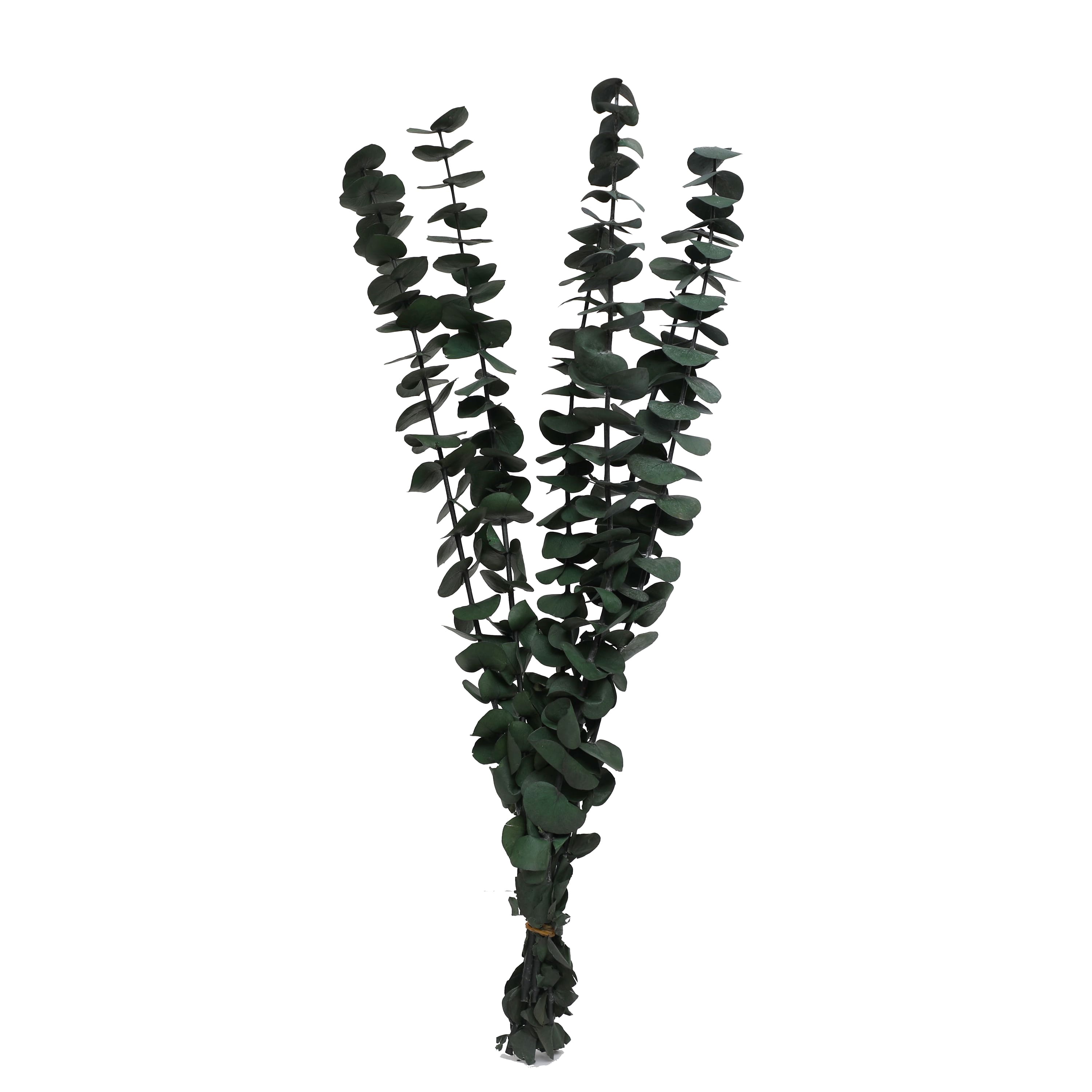 24&#x22; Eucalyptus Bundle by Ashland&#xAE;