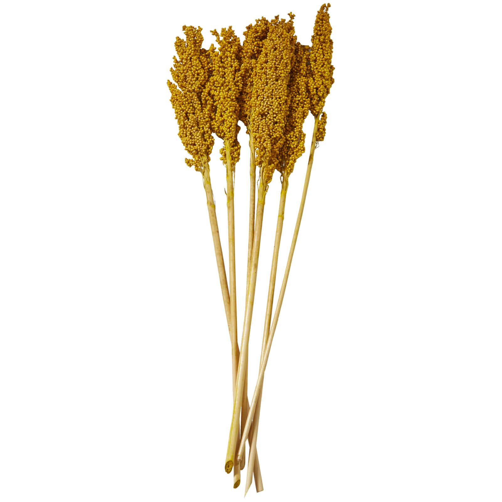 Dried Corn Maize Natural Foliage with Long Stems