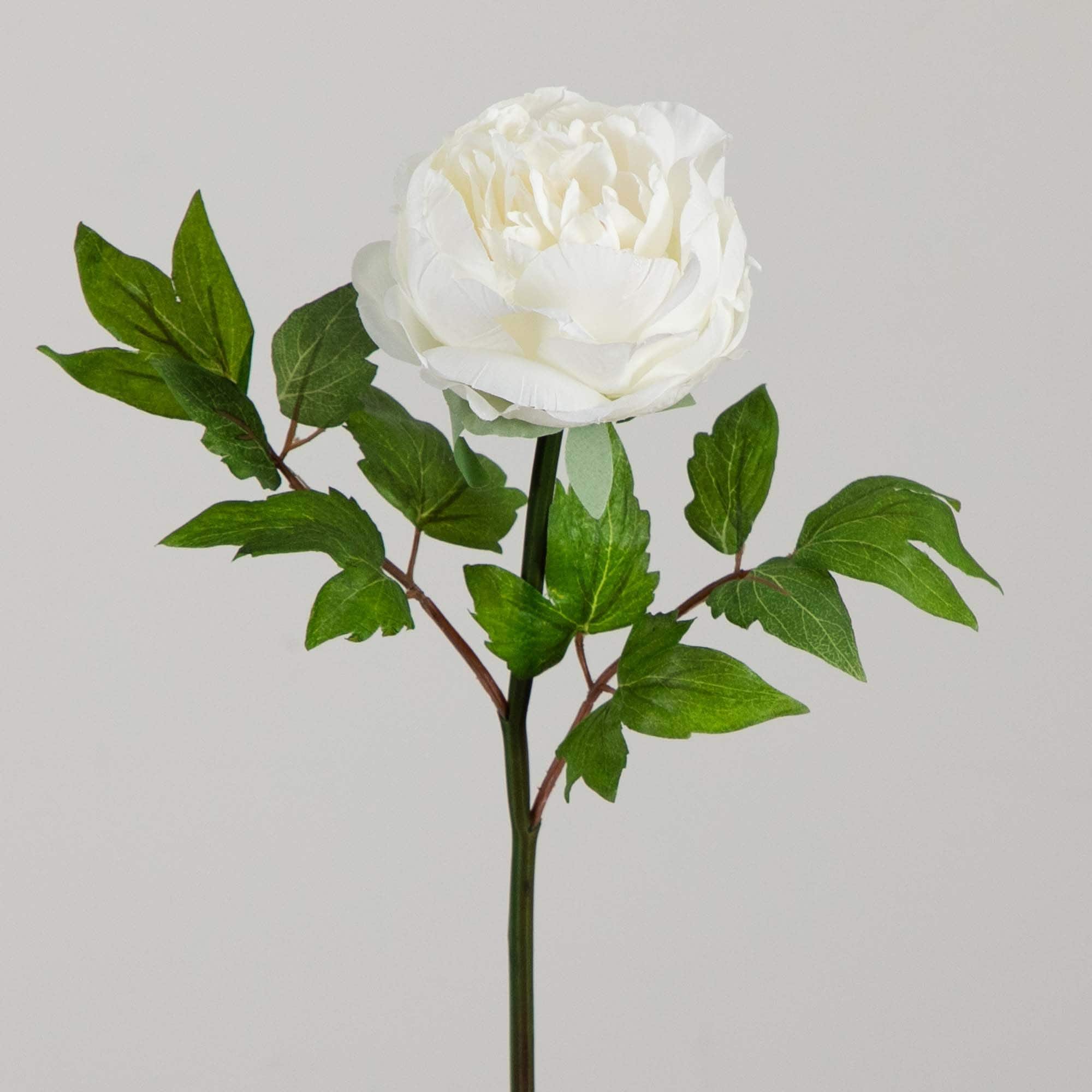 20&#x22; White Peony Flower Stems, 3ct.