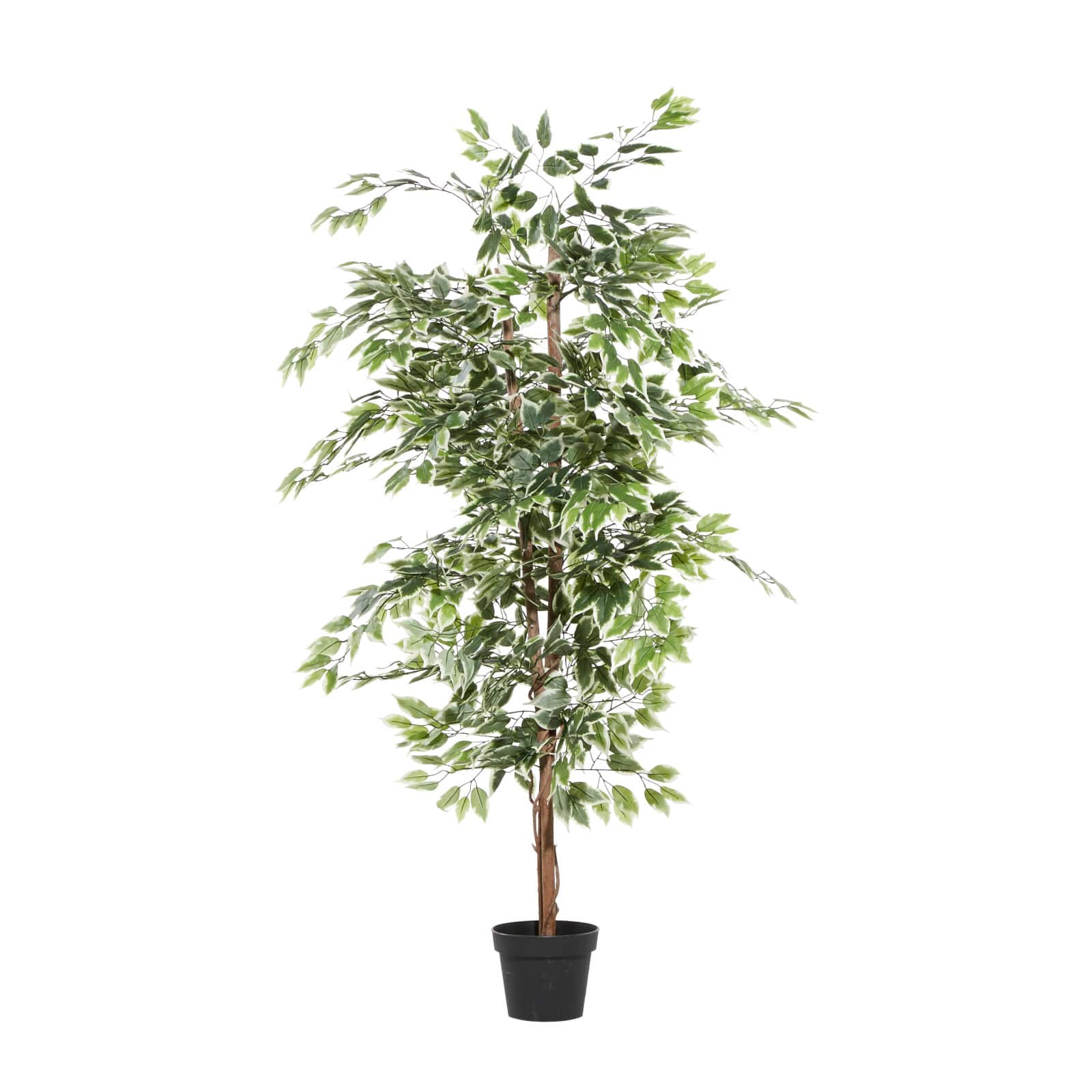 6ft. Potted Ficus Tree | Michaels