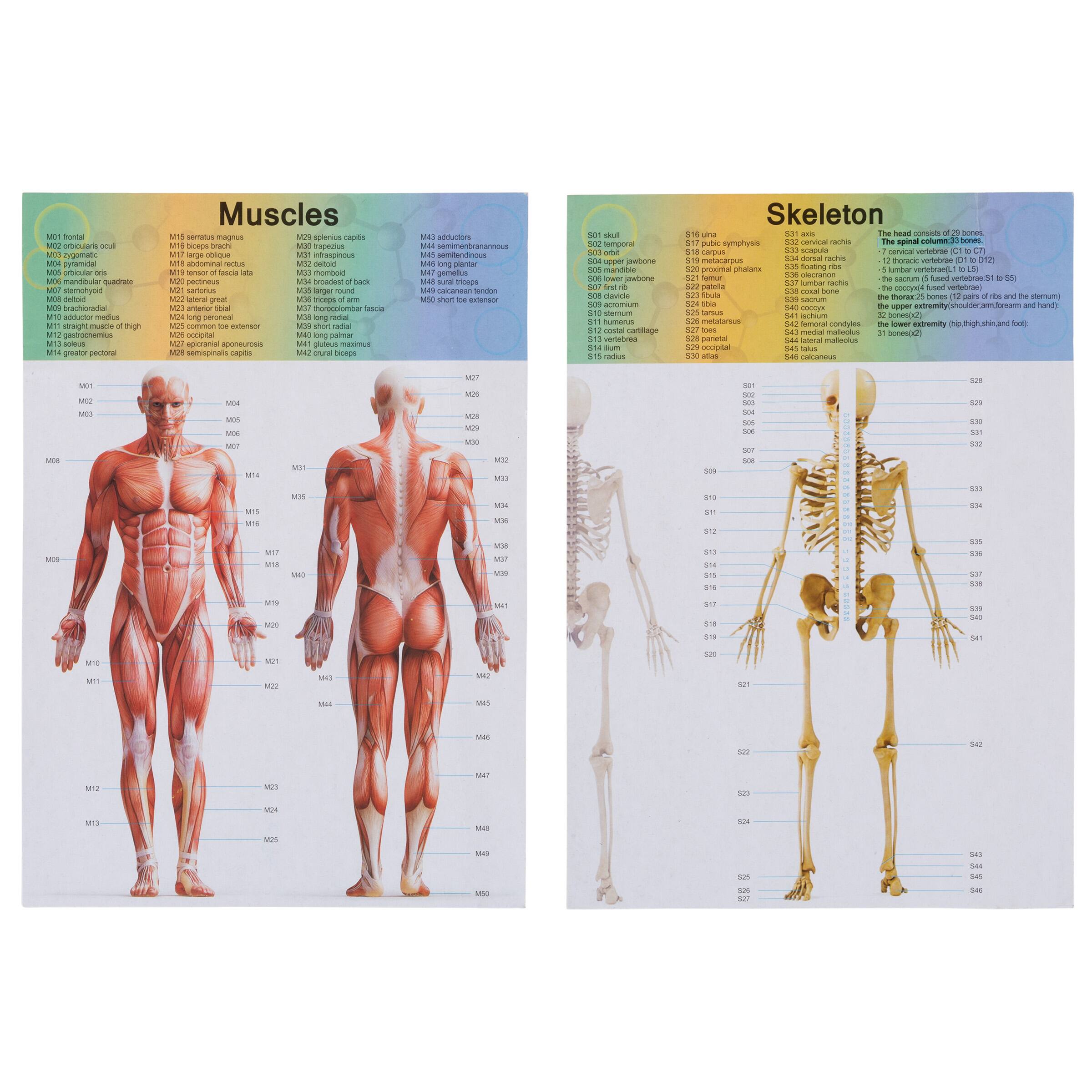 Toy Time Human Anatomy Model for Laboratory Learning