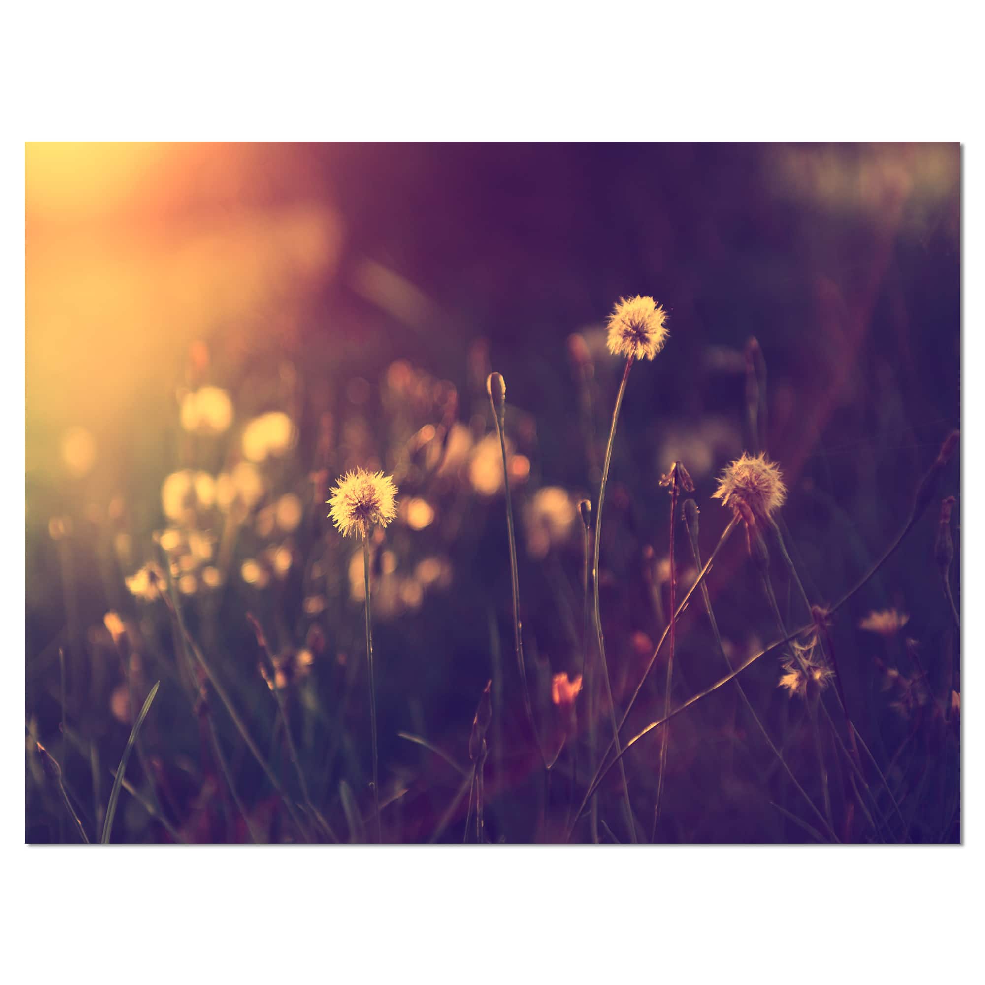 Designart - Vintage Dandelion Meadow Photo - Large Floral Canvas Art Print