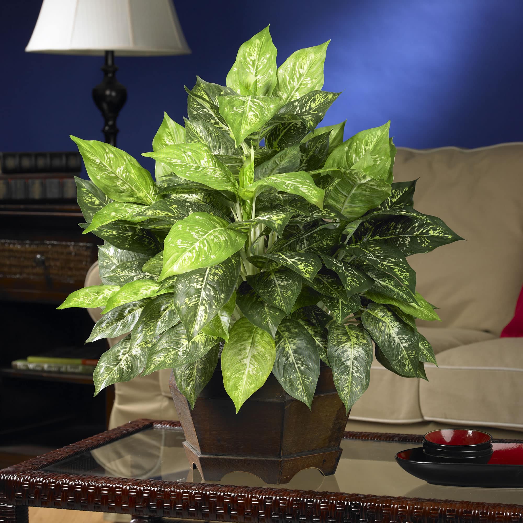 2ft. Variegated Dumb Cane Plant in Large Hexagon Planter