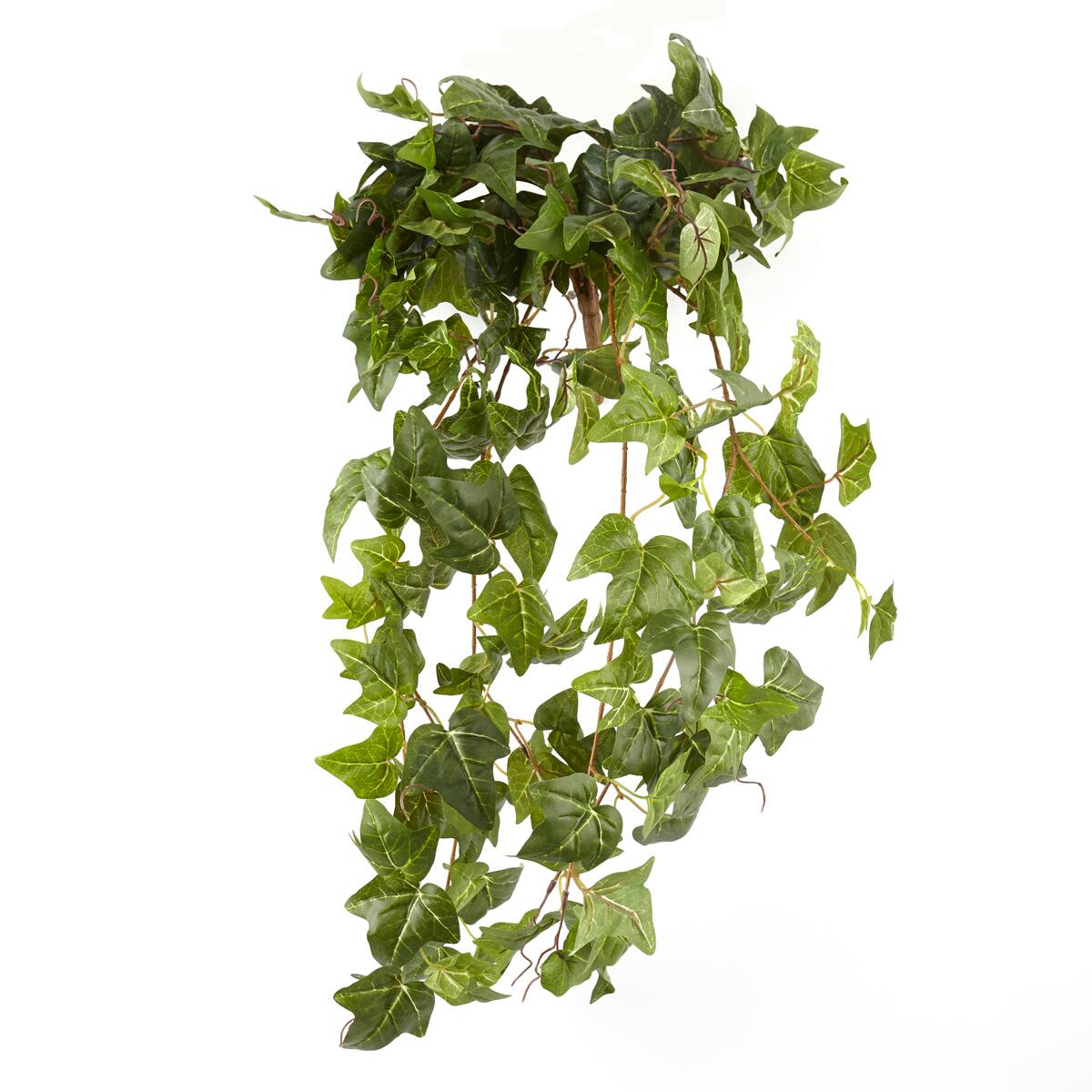 12 Pack: German Ivy Bush by Ashland® | Michaels®