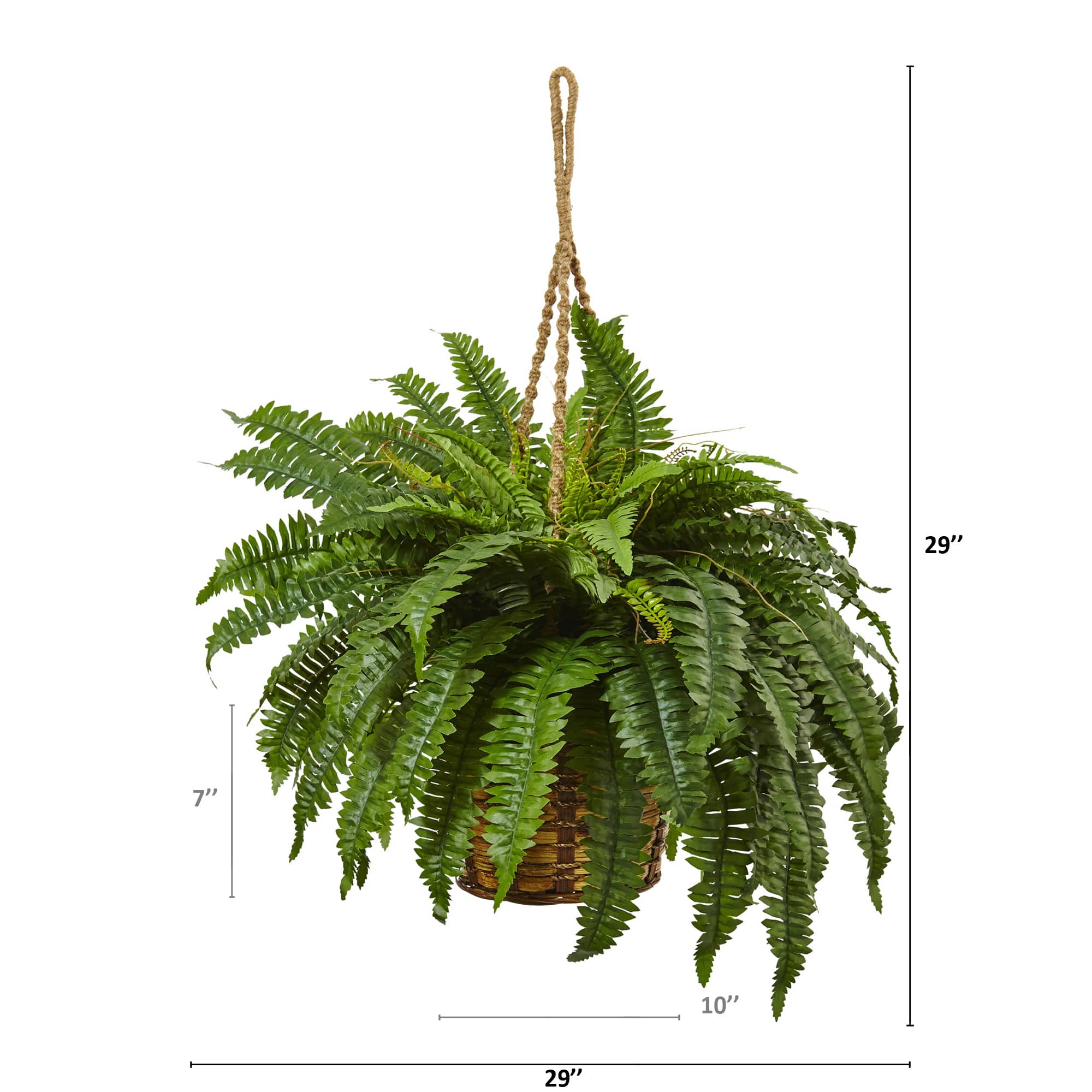29&#x22; Boston Fern in Hanging Basket