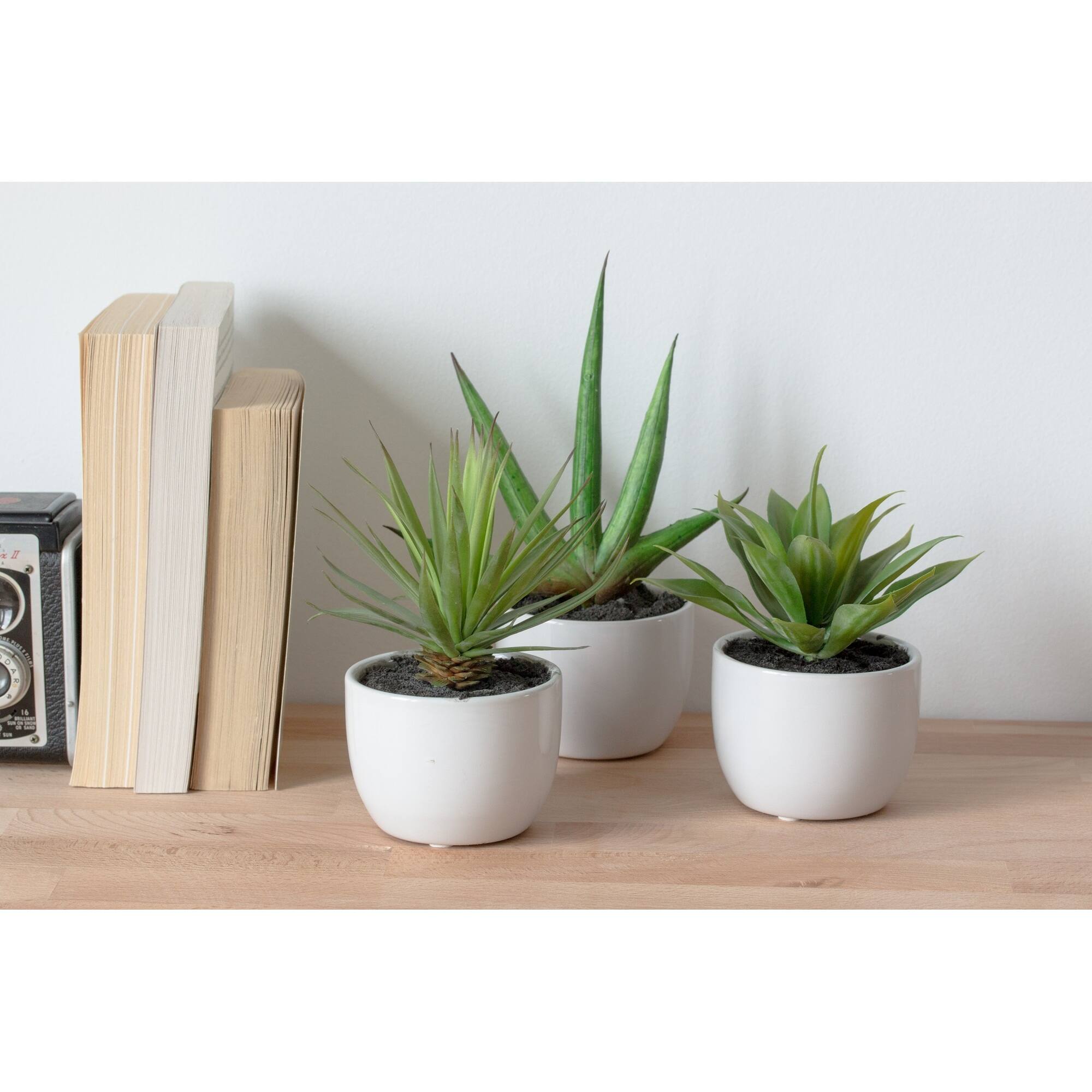 Potted Agave Plant Collection 3ct.