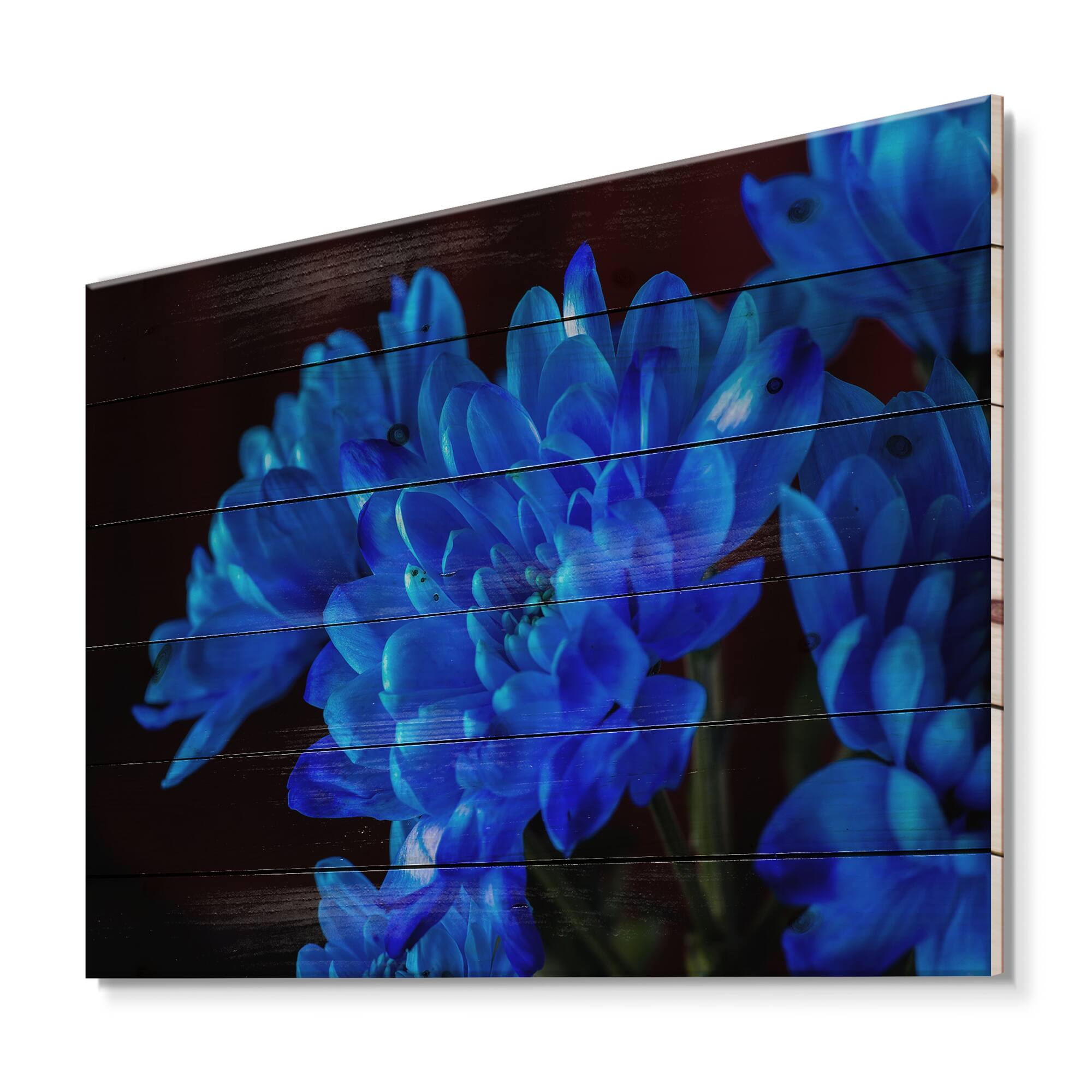 Designart - Blue Chrysanthemum Flowers On Black II - Traditional Print on Natural Pine Wood