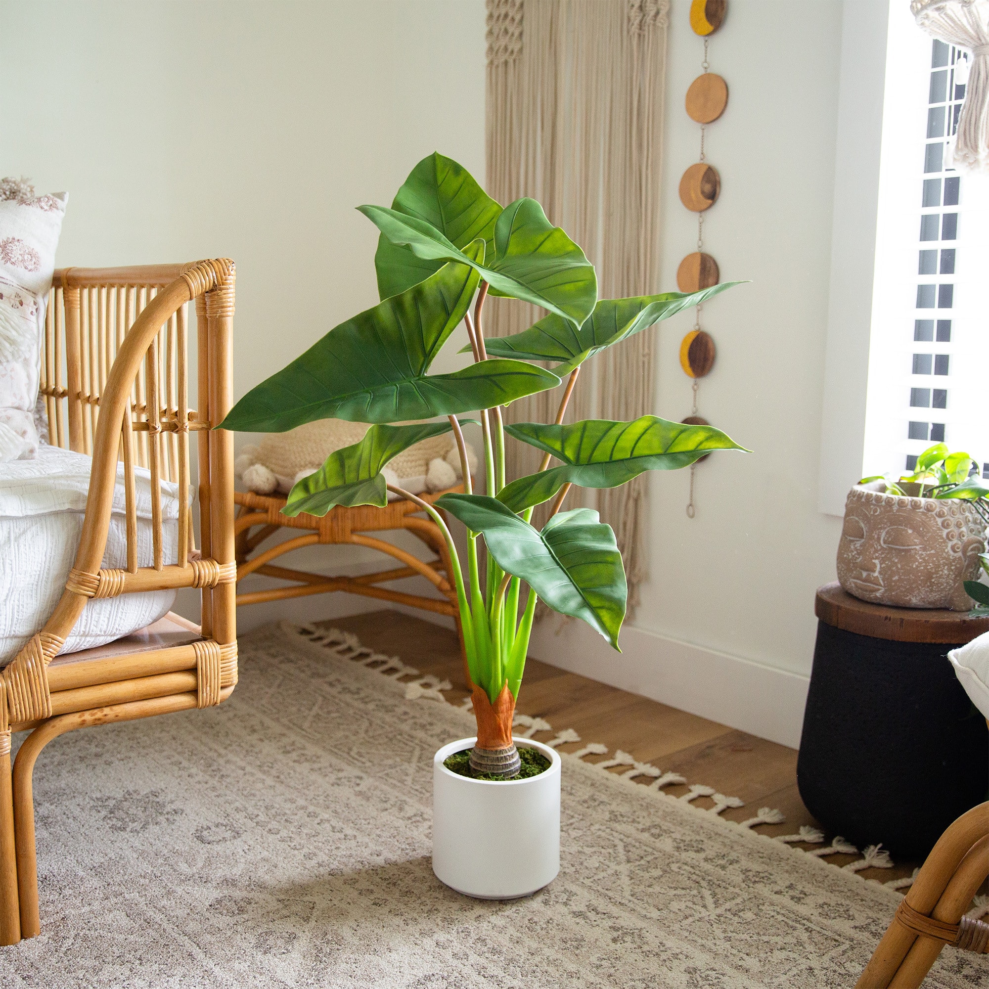 3.5ft. Arrowhead Philodendron in White Decorative Planter