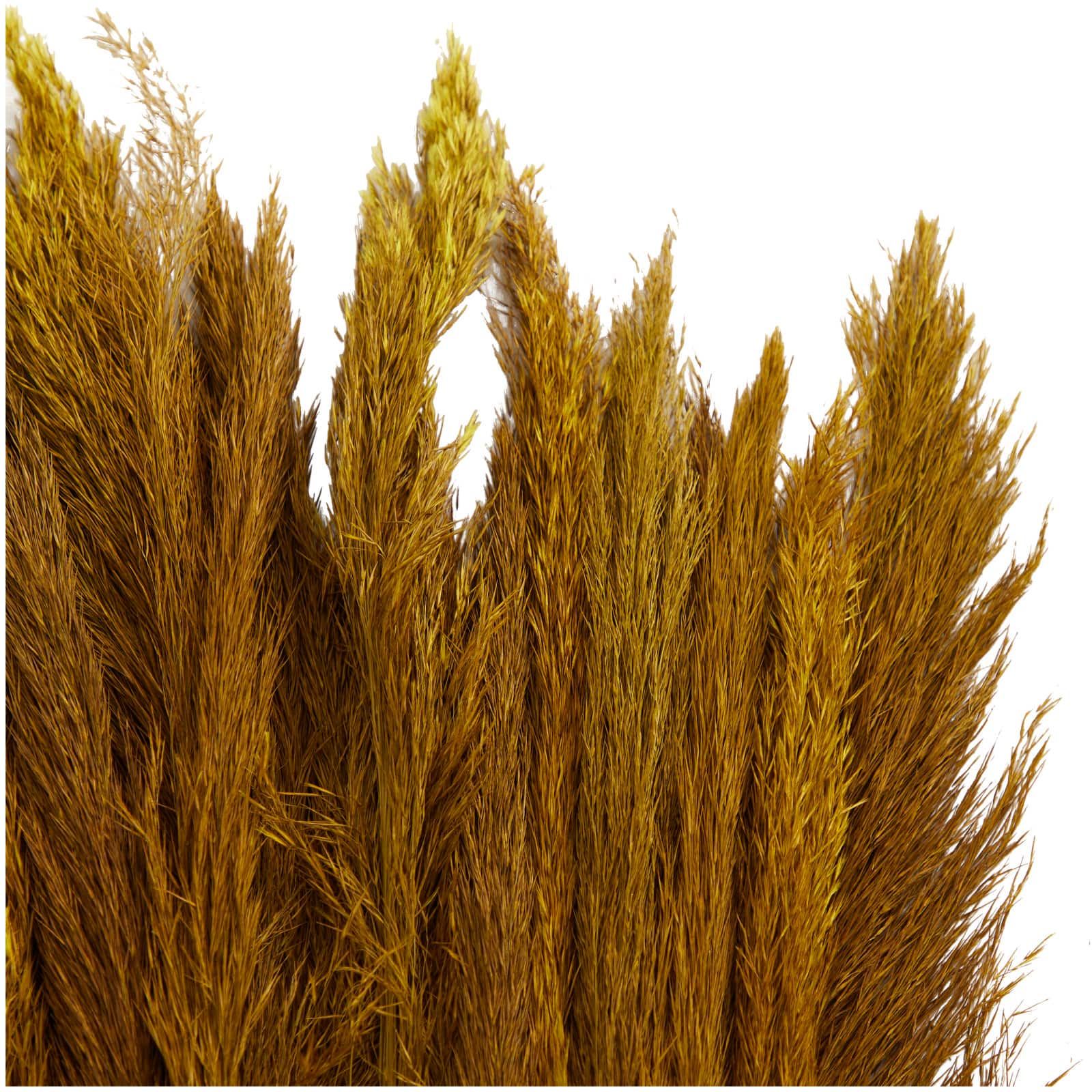 Dried Plant Bamboo Natural Foliage with Long Stems