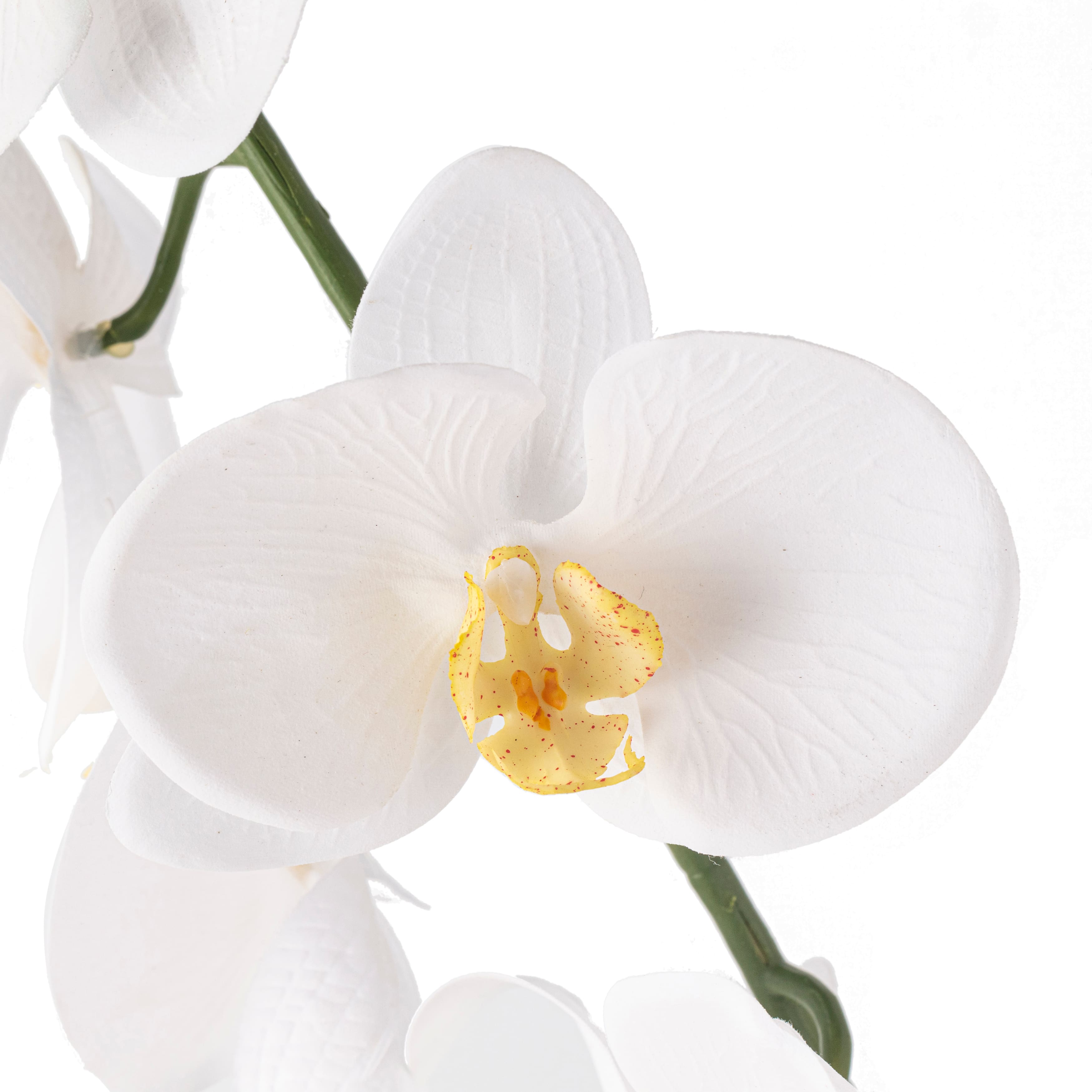 12 Pack: White Orchid Stem by Ashland&#xAE;