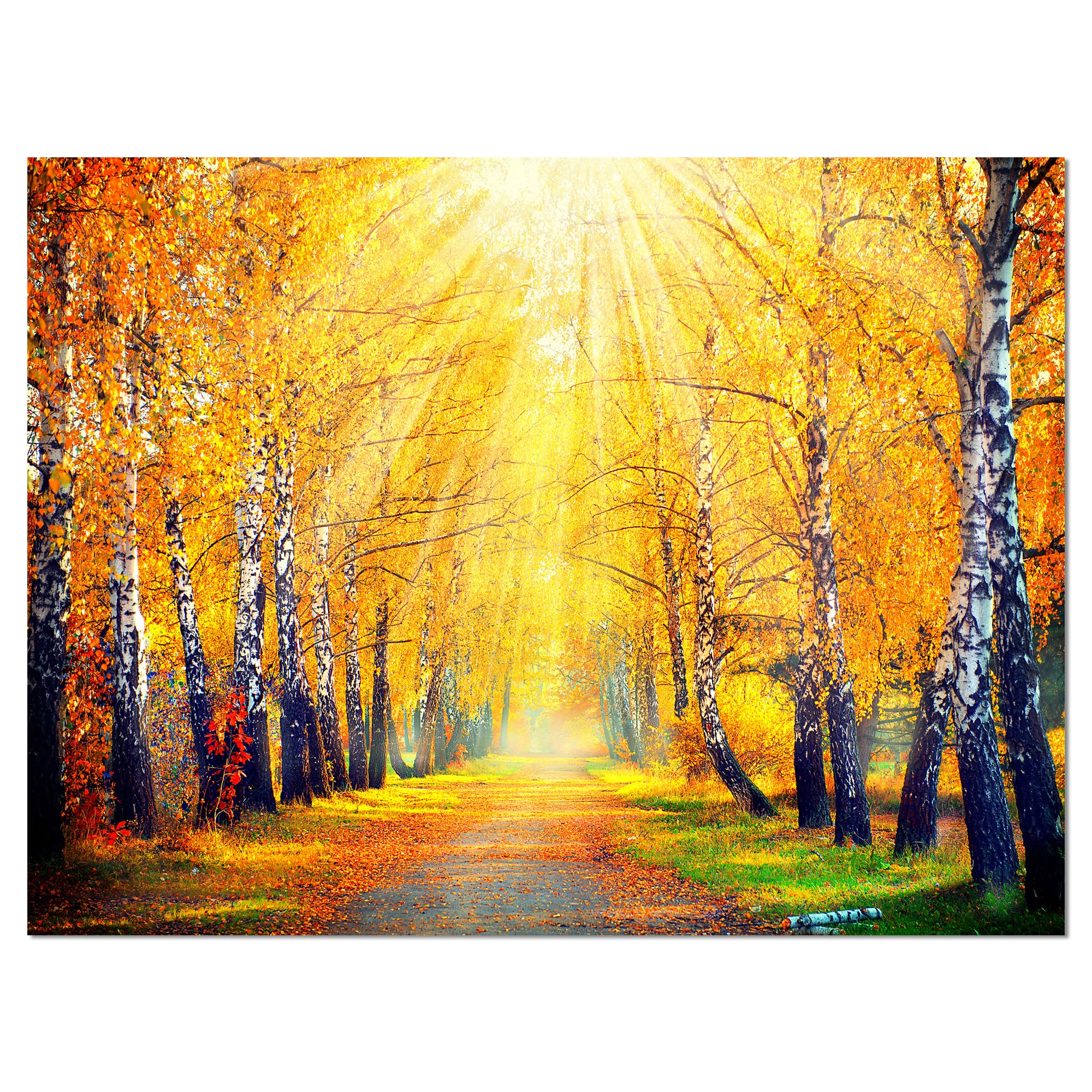 Designart - Yellow Autumn Trees in Sunray - Large Landscape Canvas Art Print