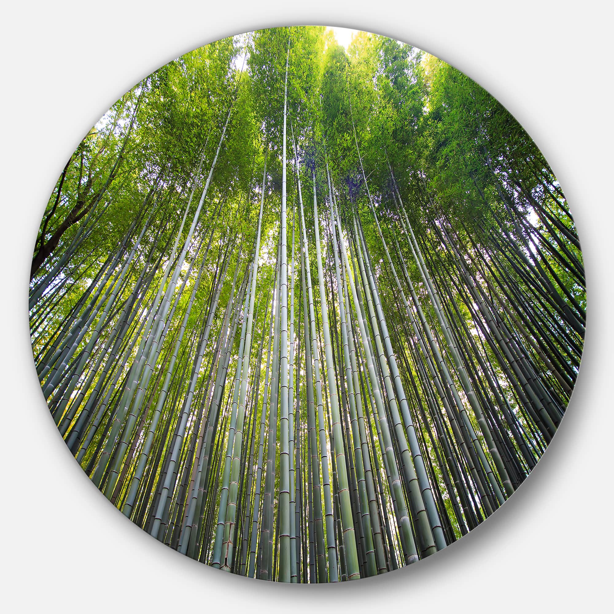 Designart - Bamboo forest of Kyoto Japan.&#x27; Forest Metal Circle Wall Art Print