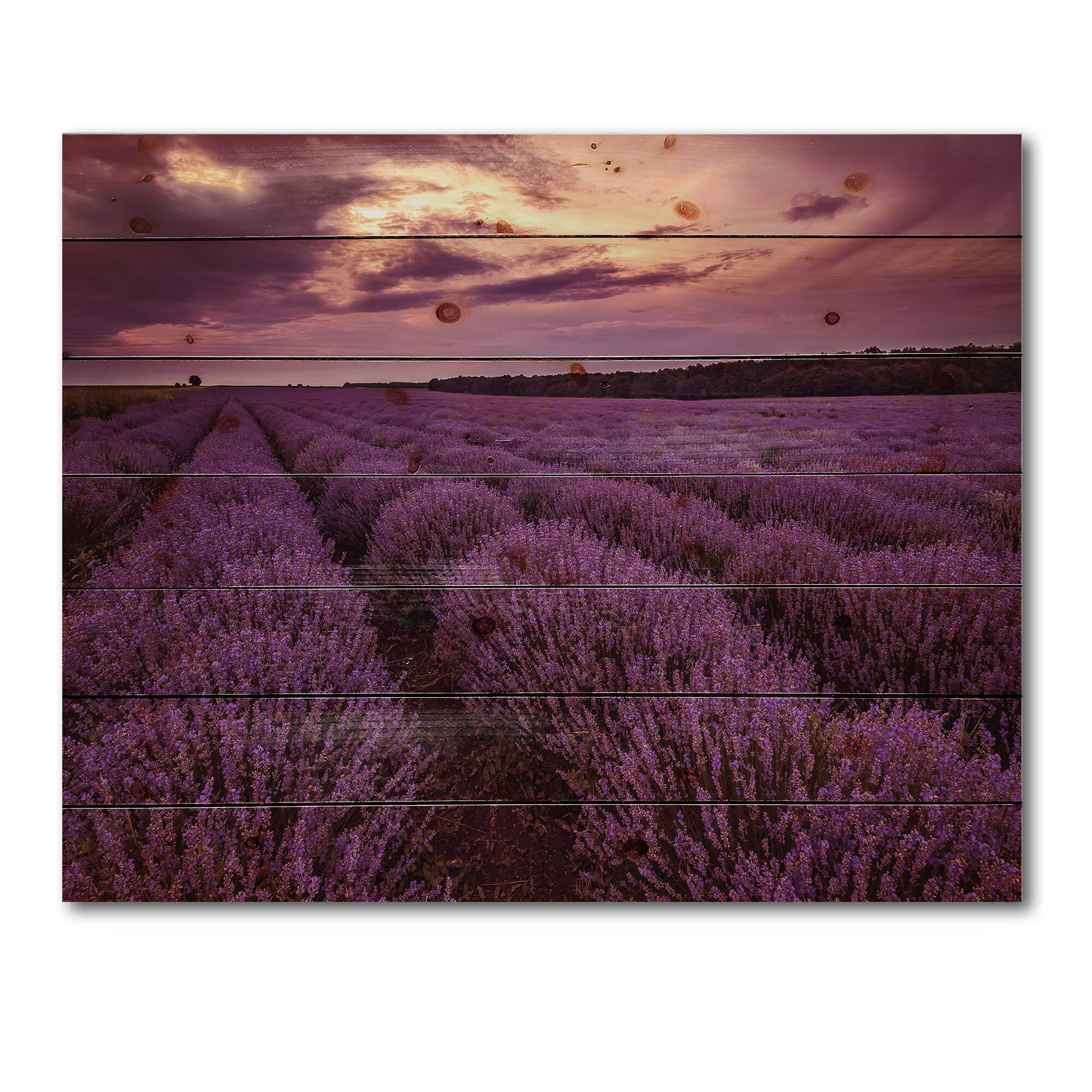 Designart - Sunrise & Dramatic Clouds Over Lavender Field III - Farmhouse Print on Natural Pine Wood