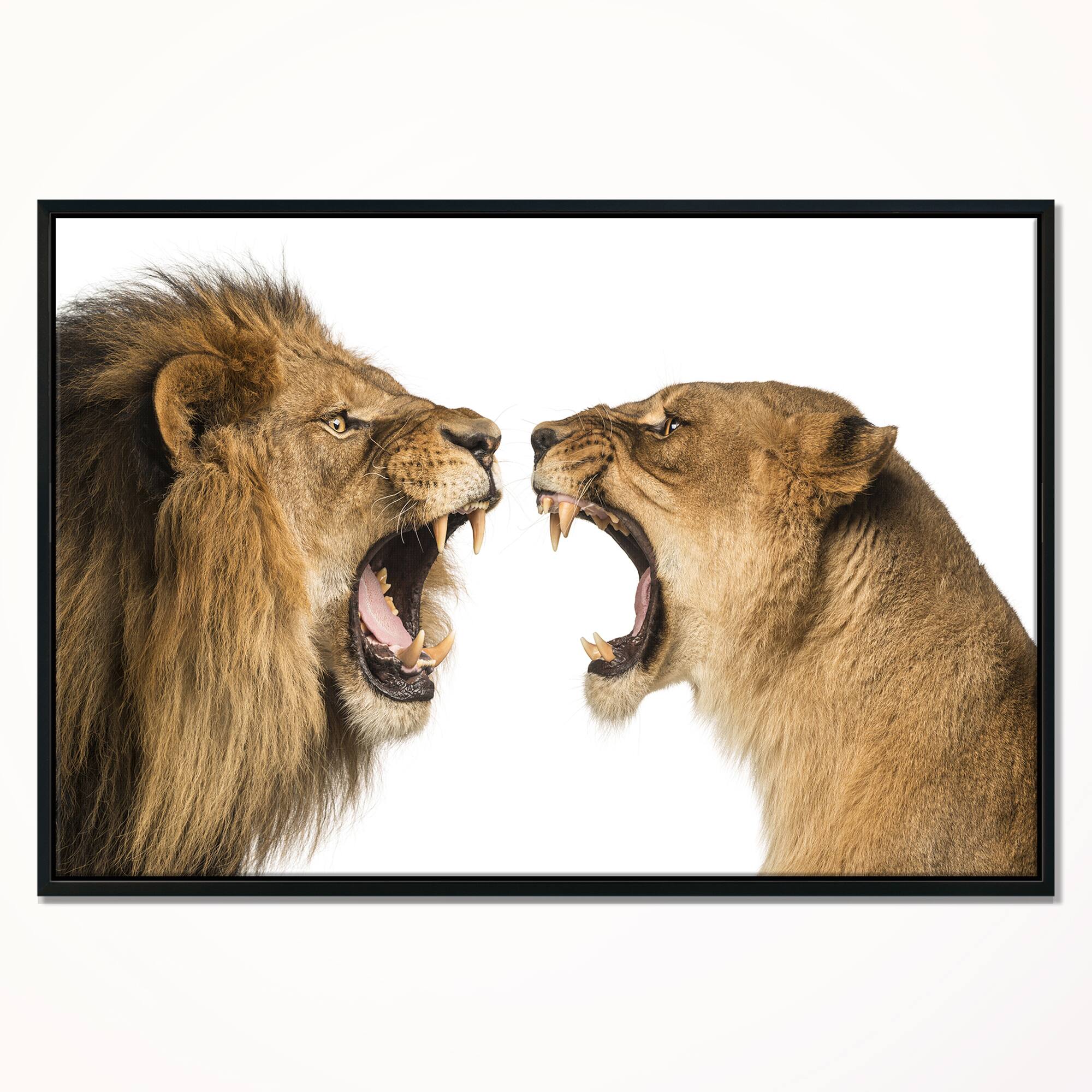 Designart - Lion and Lioness Roaring - Abstract Canvas Art Print in Black Frame