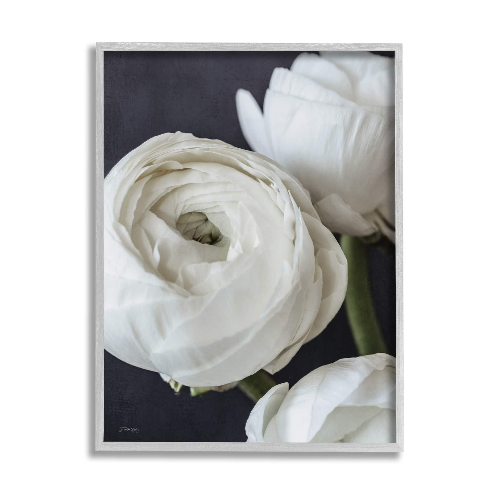 Stupell Industries Budding Ranunculus Flower Blooming Framed Giclee Art