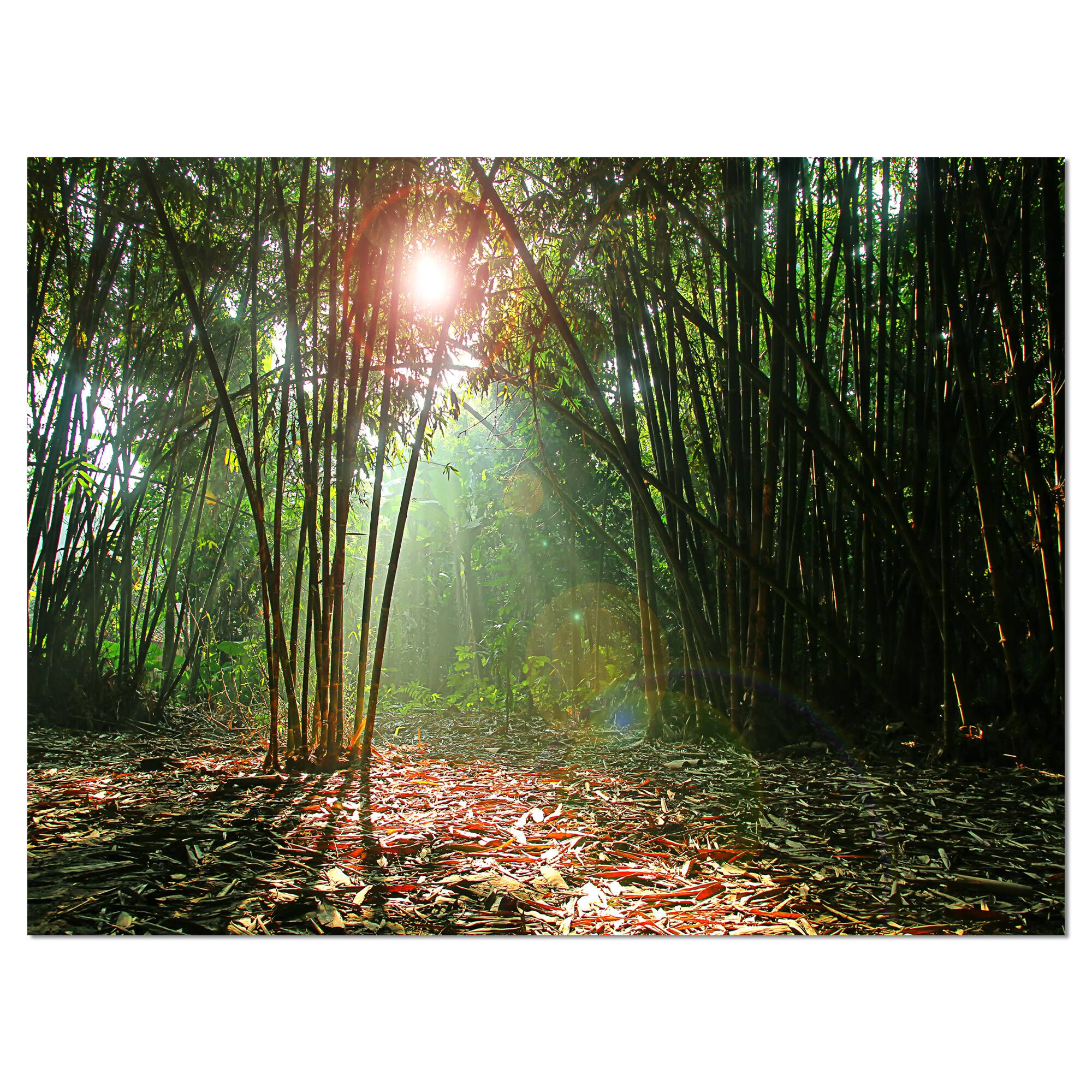 Designart - Amazing Green Forest at Sunset - Landscape Canvas Art Print