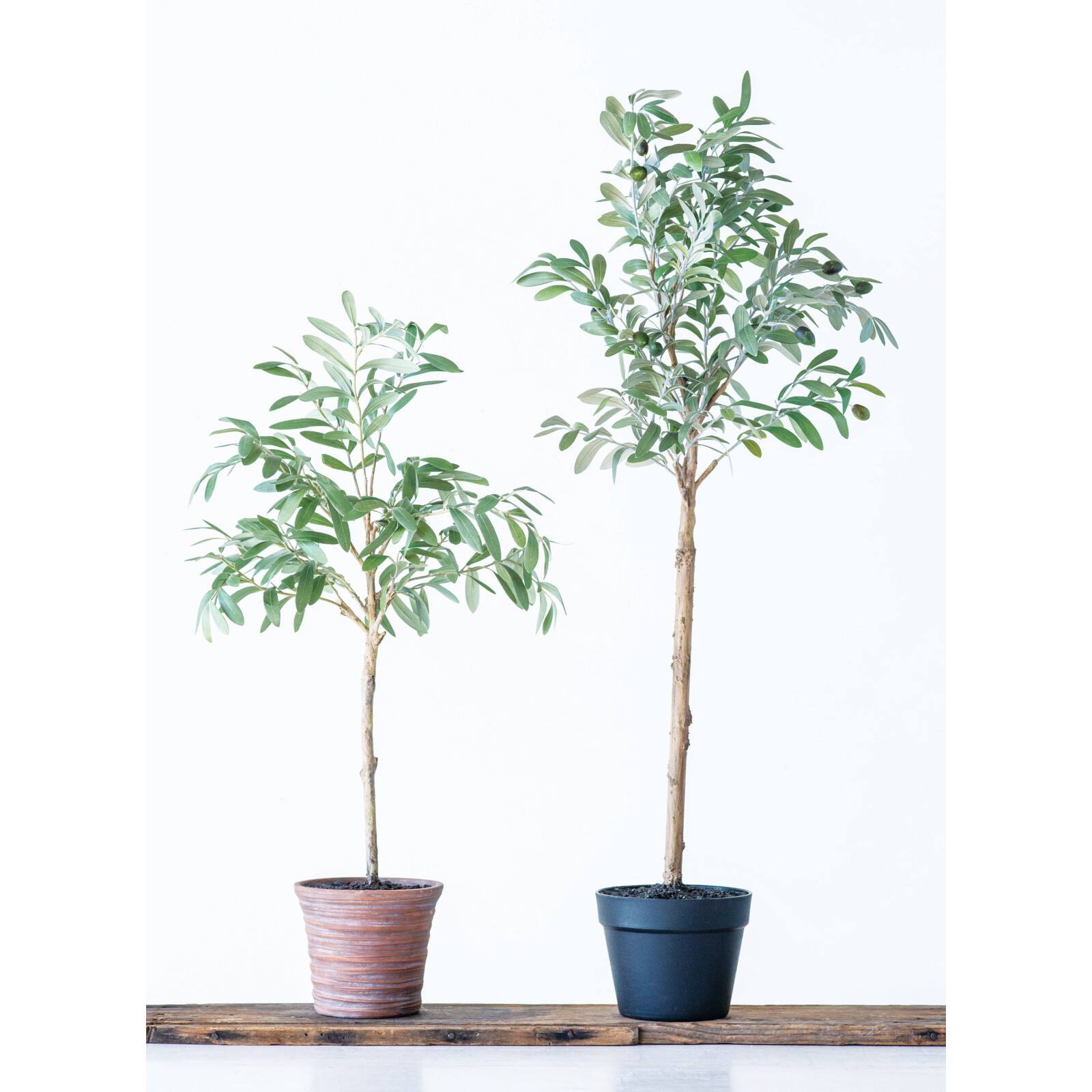 Hello Honey® 3.5ft. Potted Olive Tree