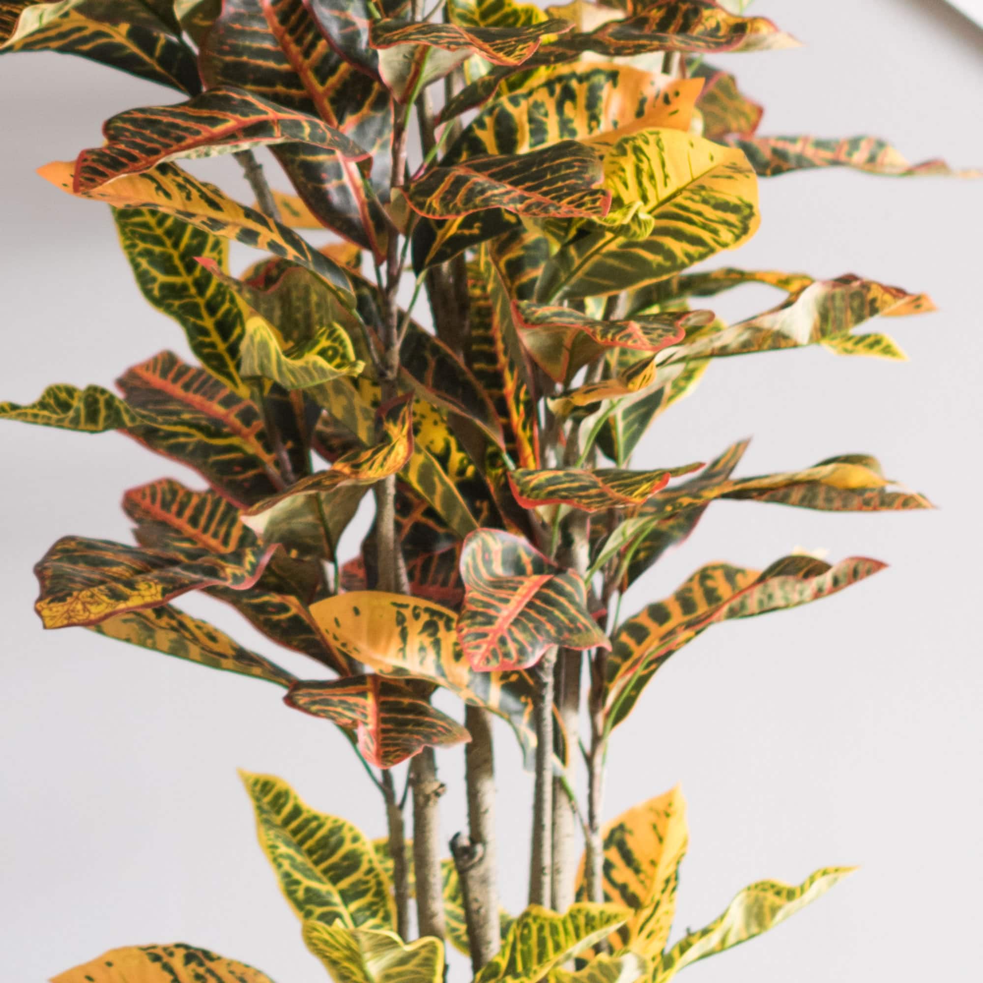 6ft. Potted Artificial Green & Orange Croton Tree