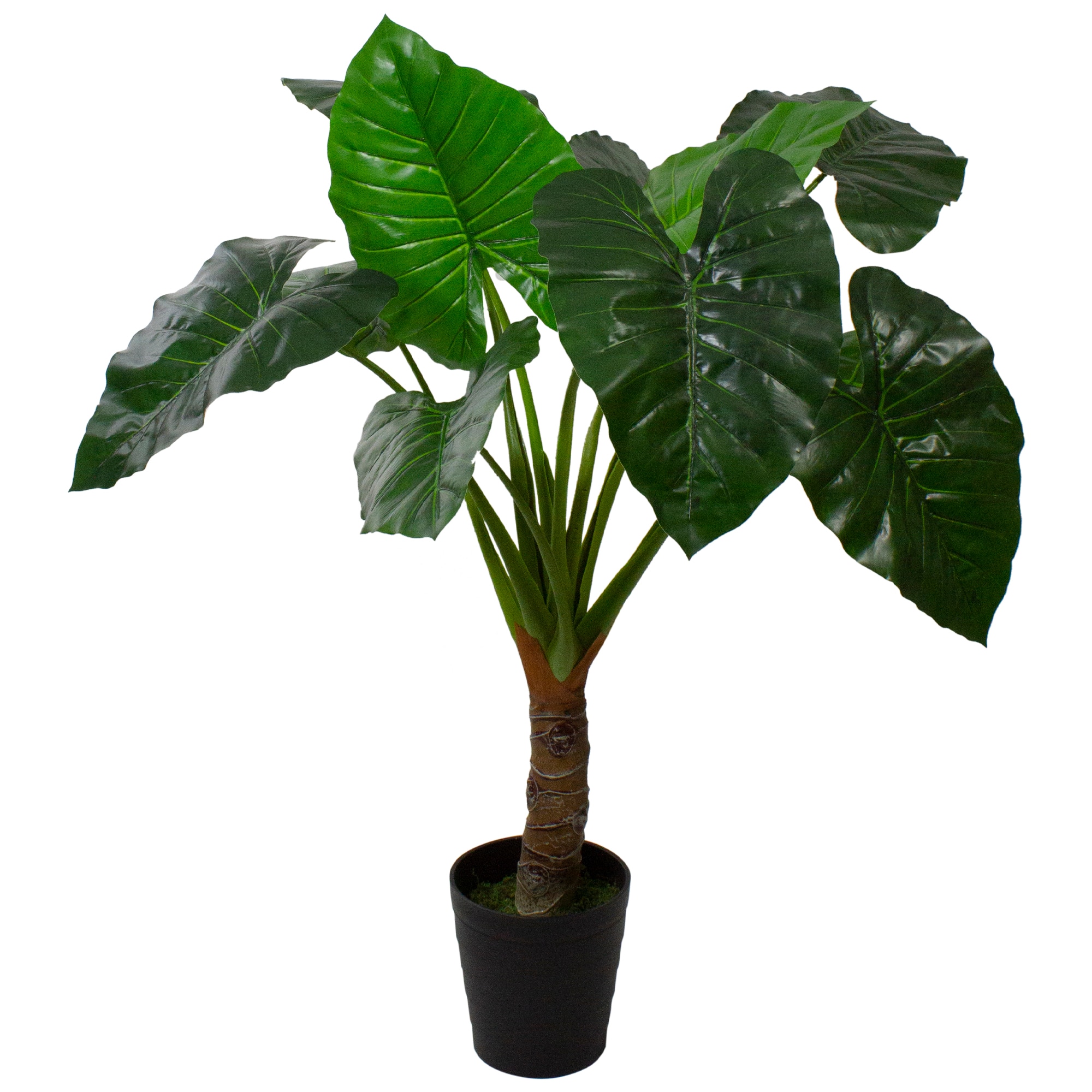 4.25ft. Potted Wide Leaf Taro Floor Plant