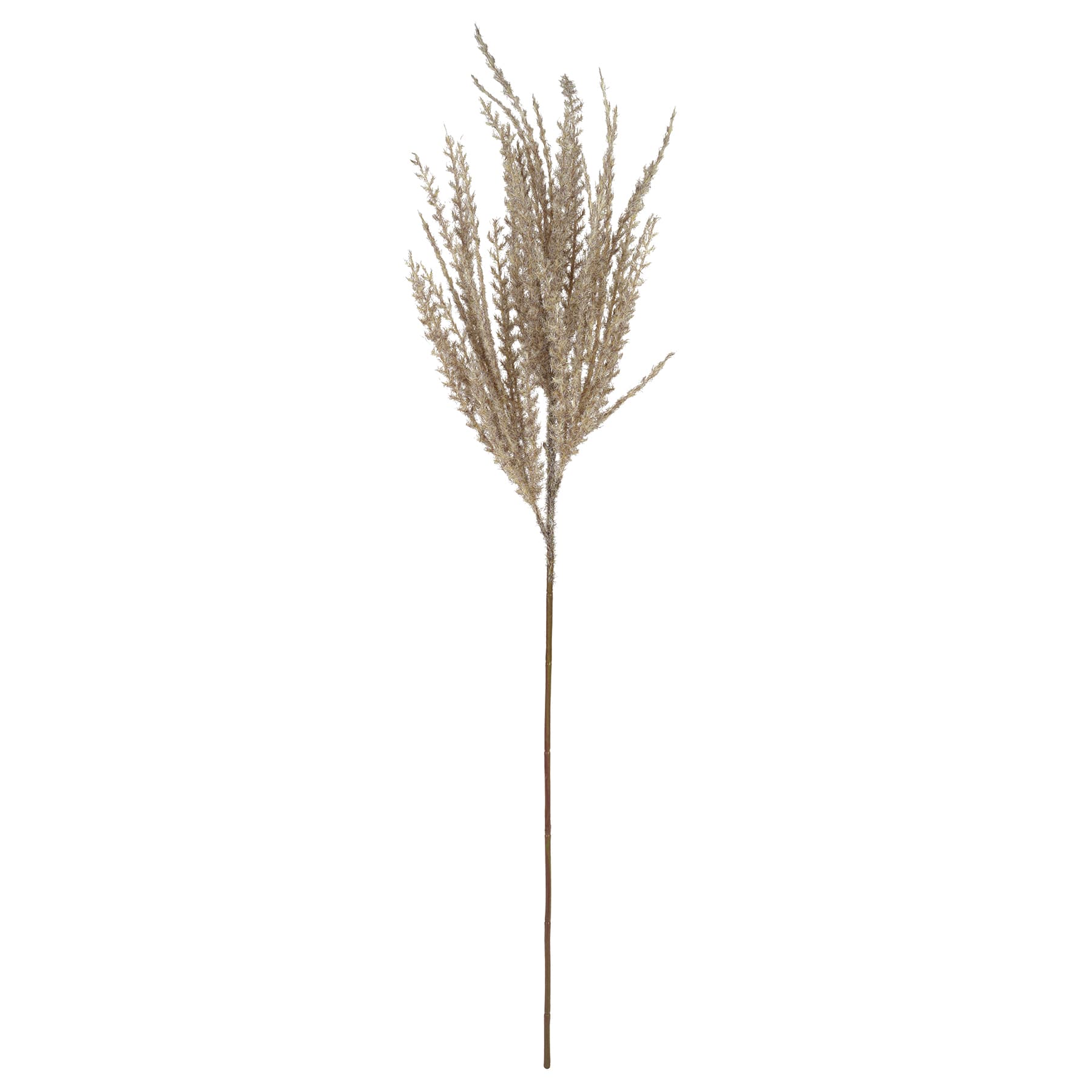 Light Brown Pampas Grass Stem by Ashland&#xAE;