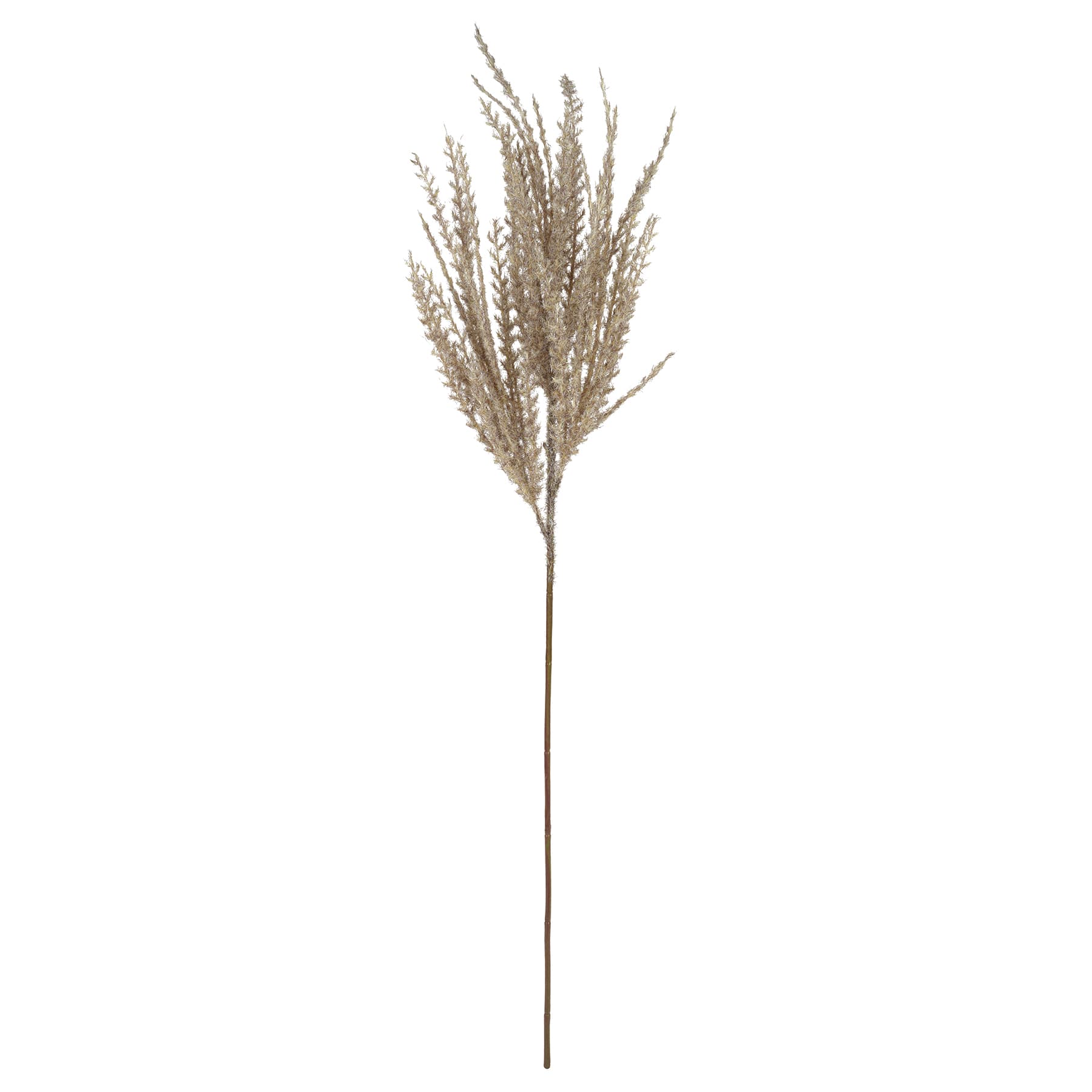 31" Light Brown Pampas Grass Stem by Ashland®