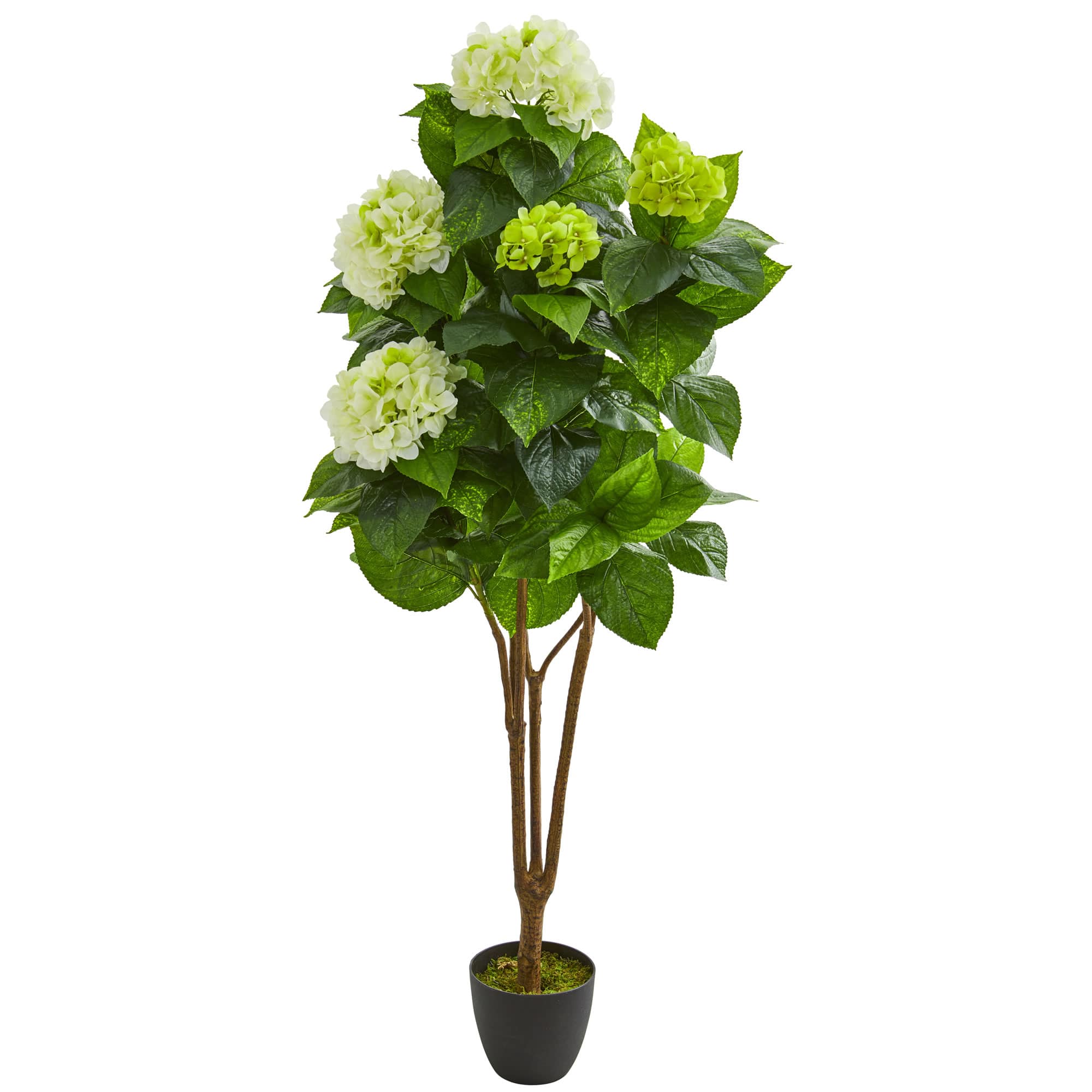 Blue Hydrangea Blooming Plants in Pittsboro, NC - Blossom