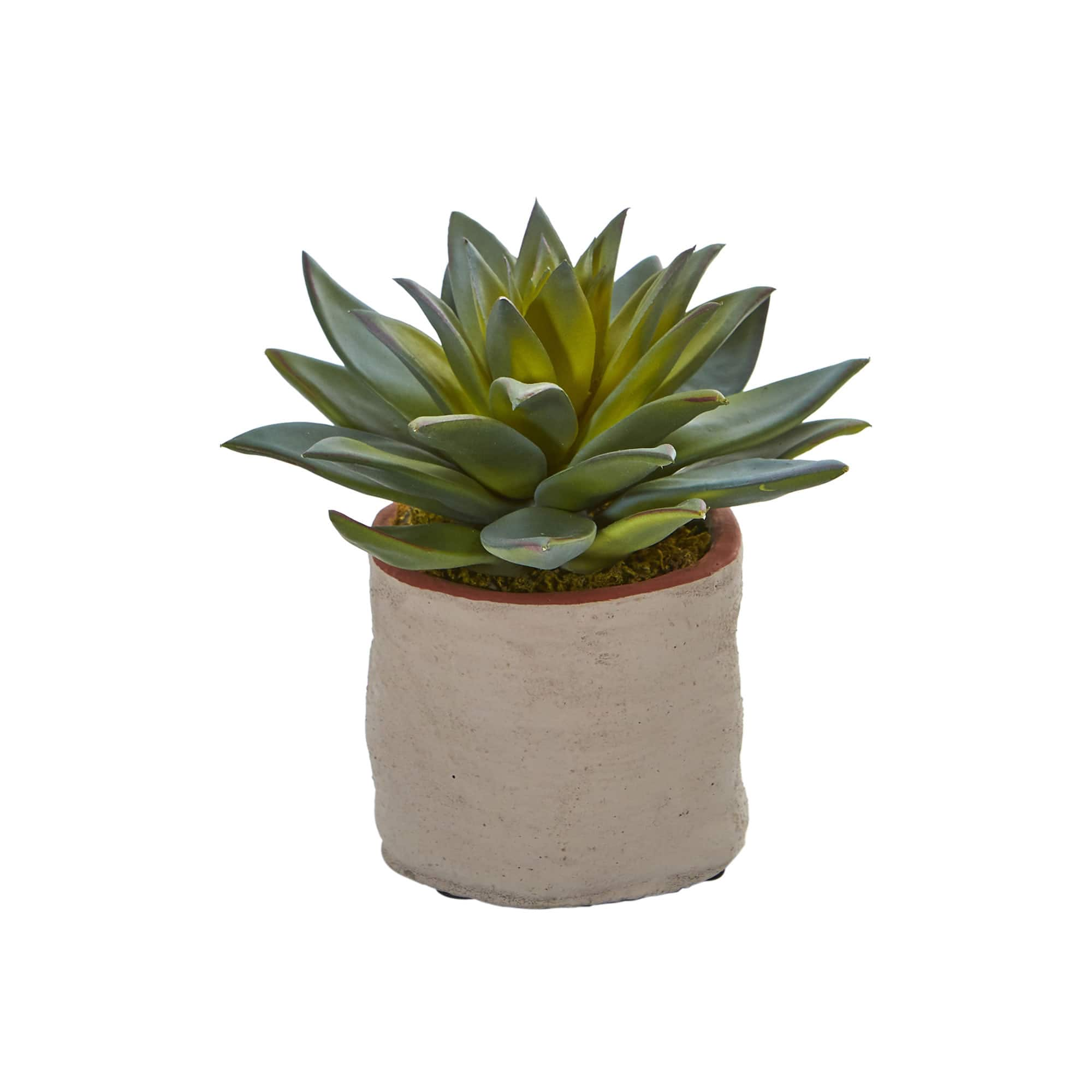 6&#x22; Potted Mixed Succulent Plants, 4ct.