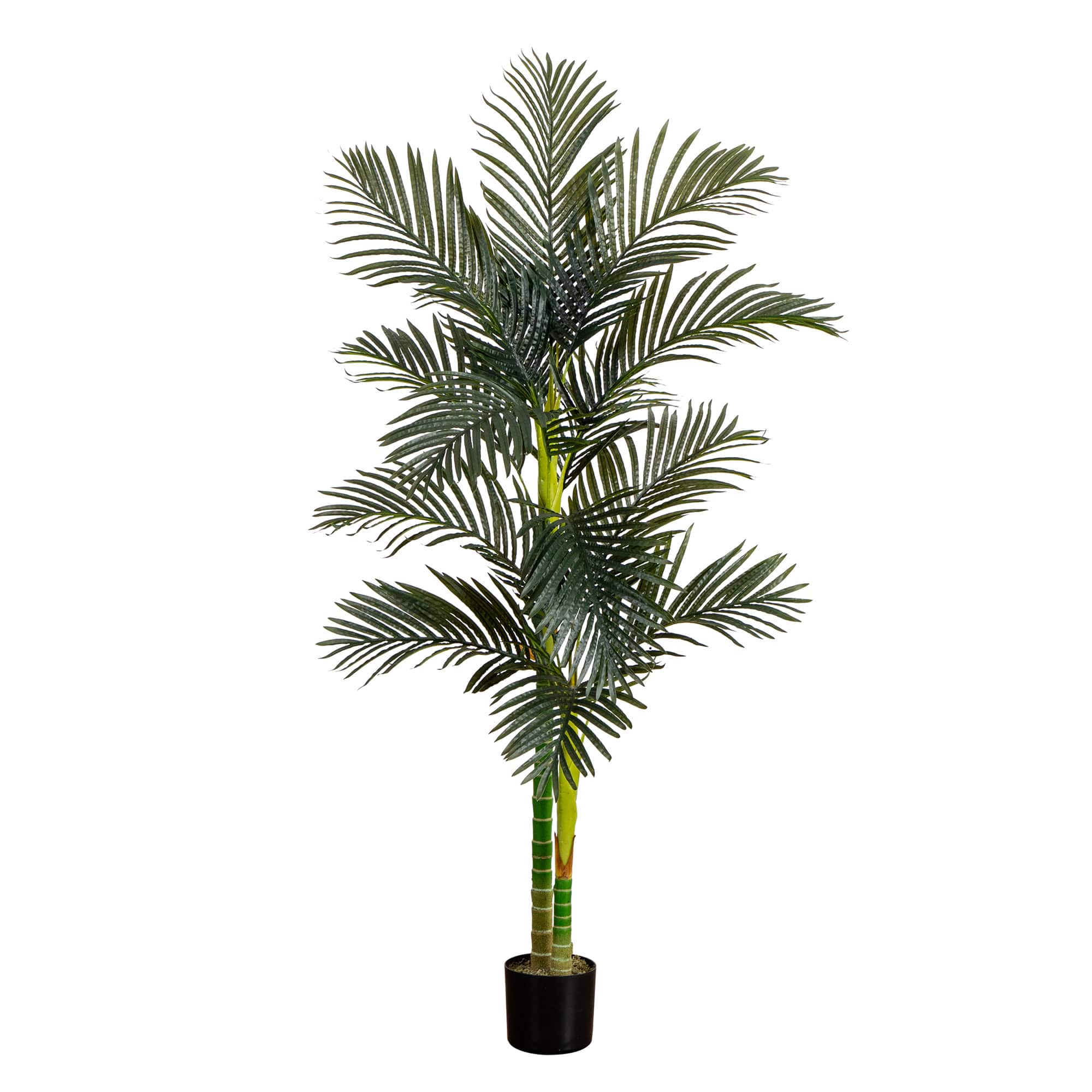 6ft. Potted Double-Stalk Golden Cane Palm Tree