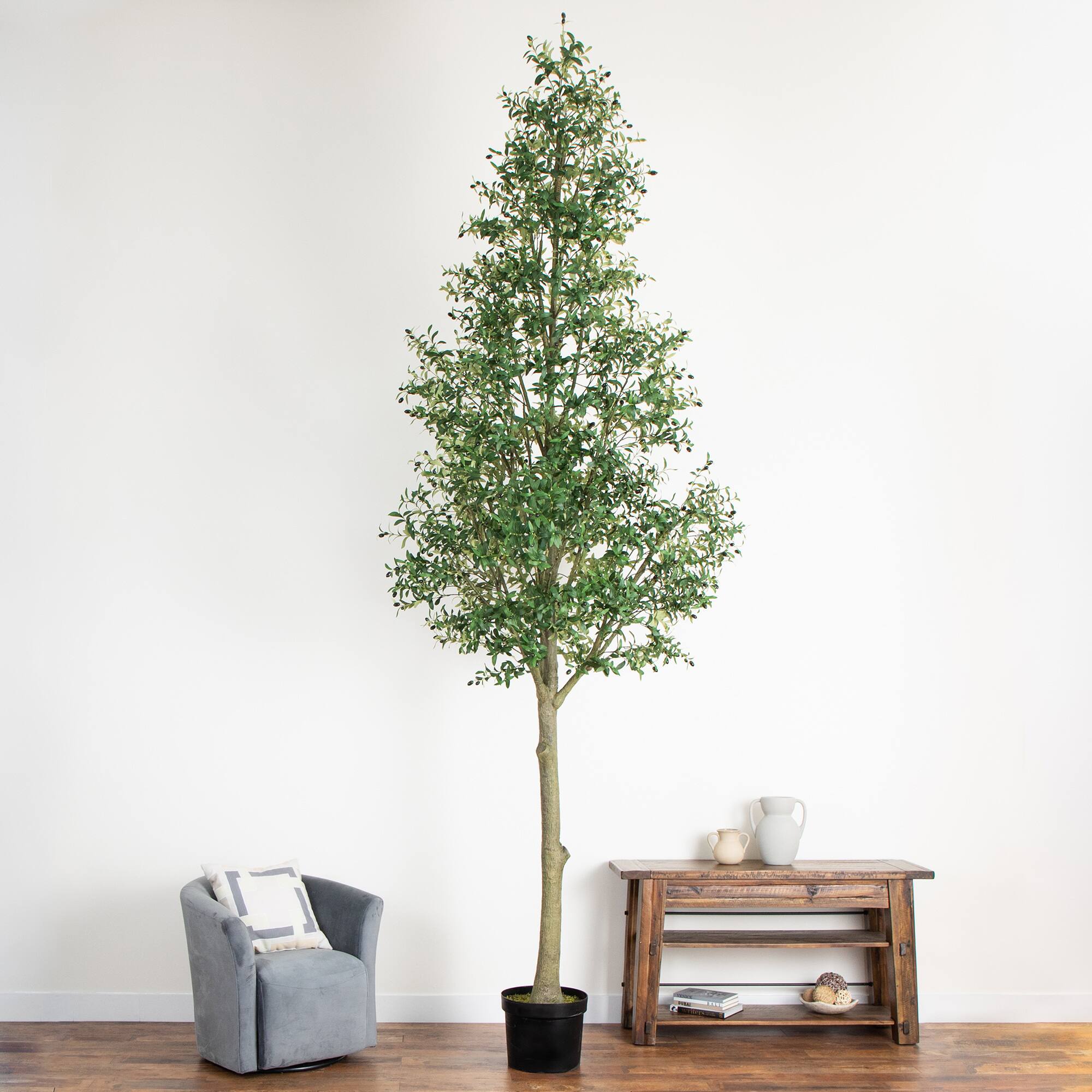 13ft. Potted Olive Tree