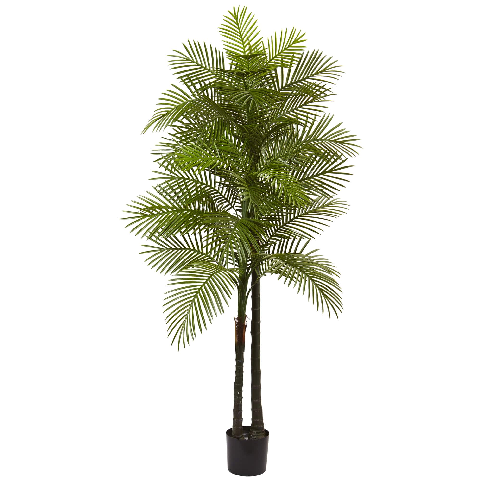 7ft. Potted Double Robellini Palm Tree